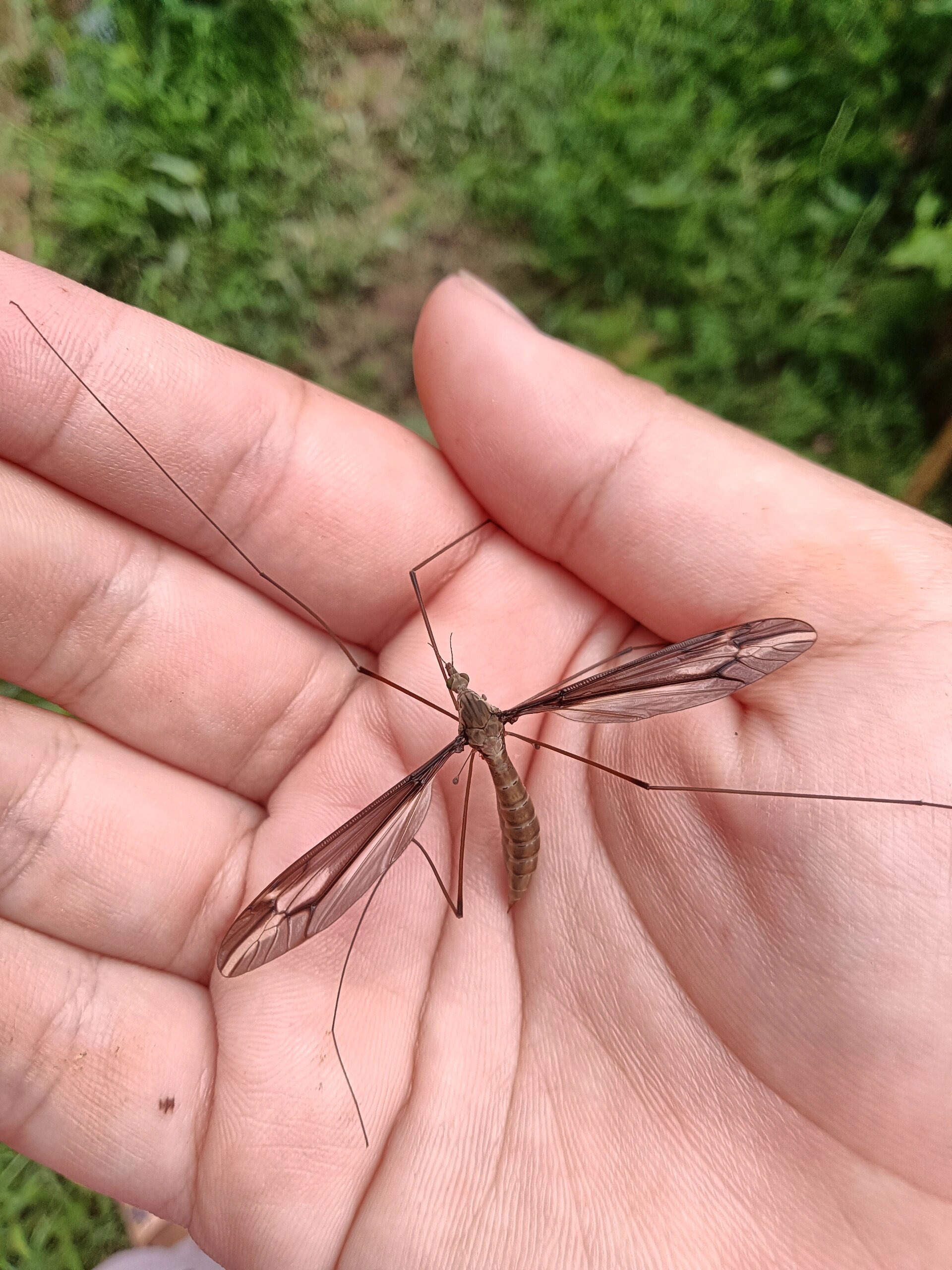 南方的蚊子03 各位不要害怕,这种蚊子叫做长脚蚊,学名叫大蚊不吸血