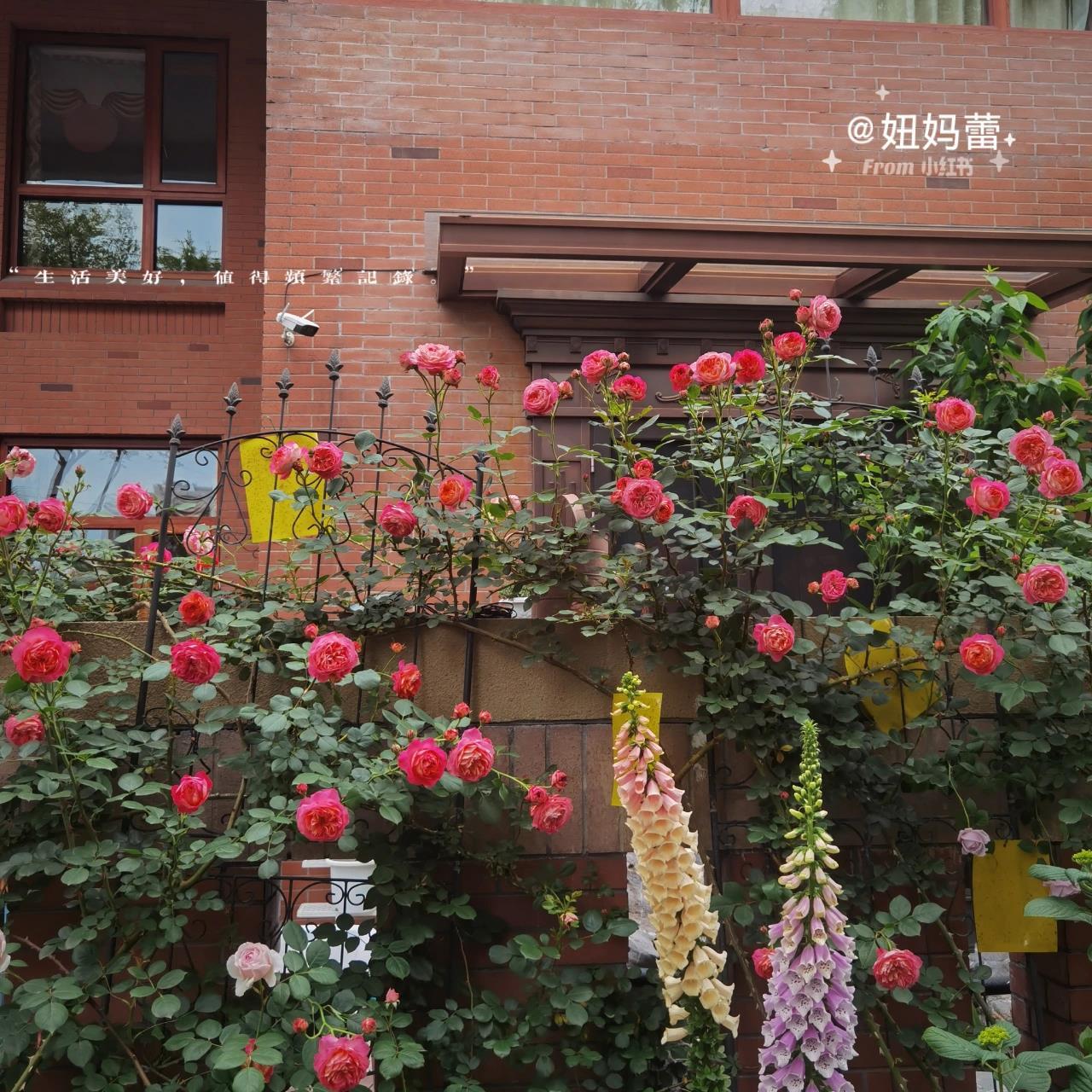 宝藏品种藤宝贝 藤宝贝在藤本月季界不是最出名的,它没有粉龙红龙大名