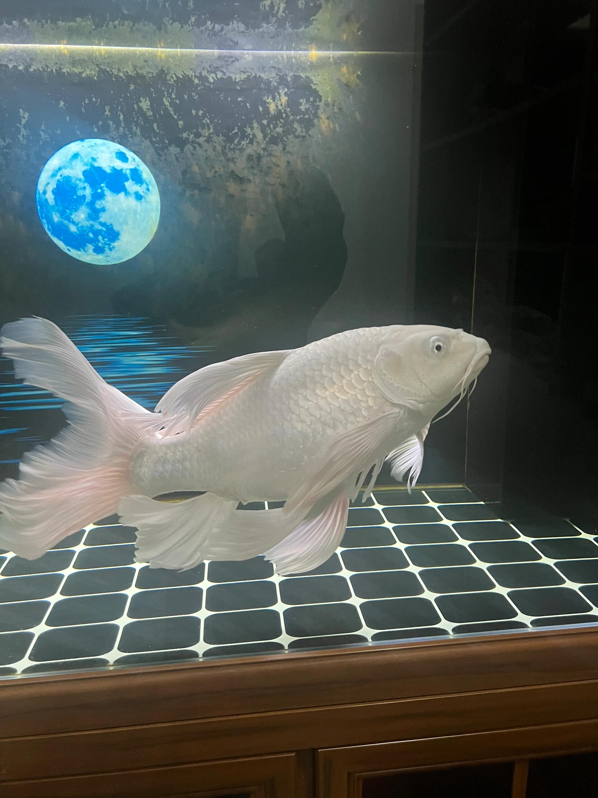 正宗台湾贵妃蝴蝶龙鲤精品普身蝴蝶鲤