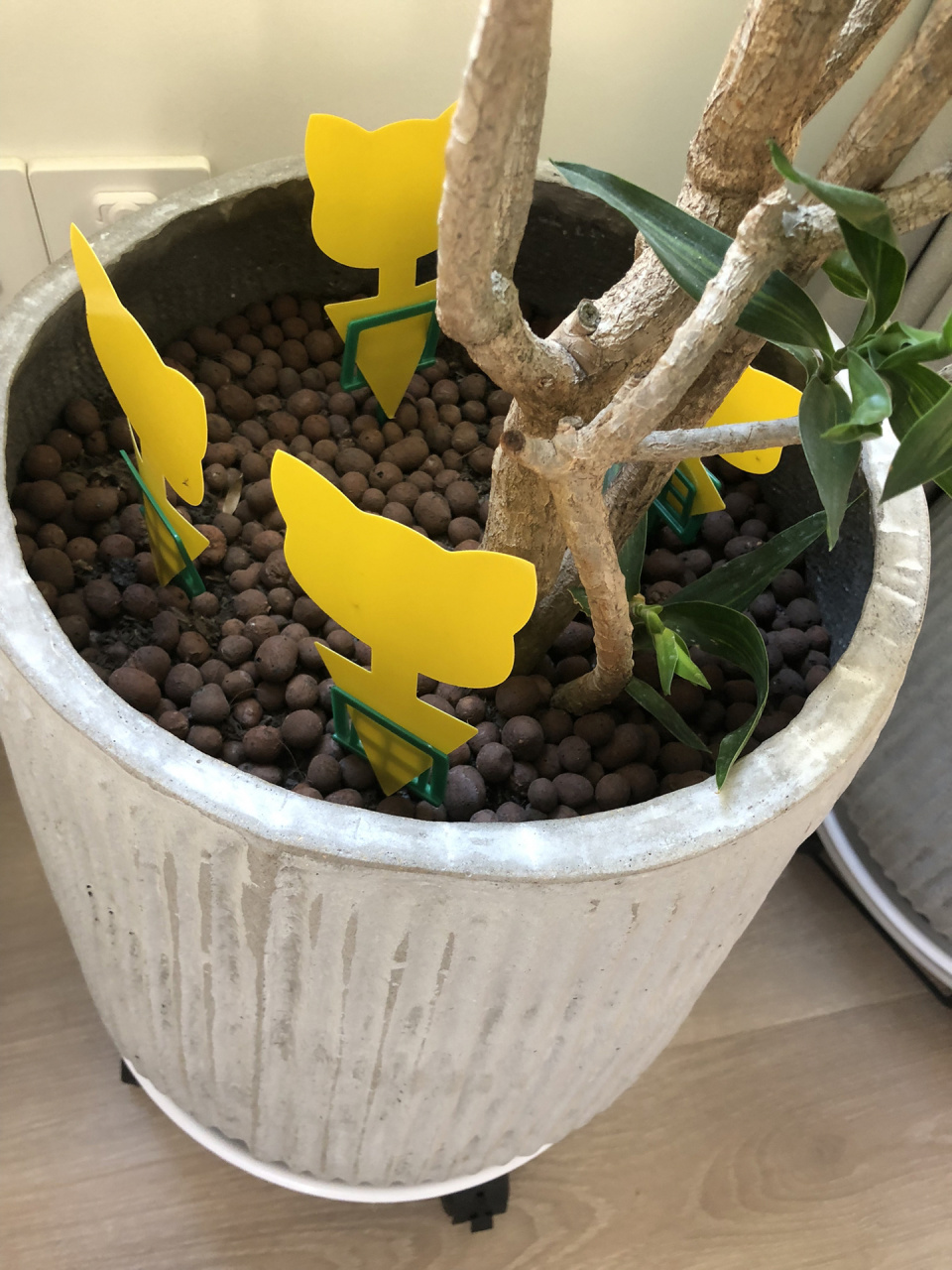 百合竹怎么不养死和工具使用!