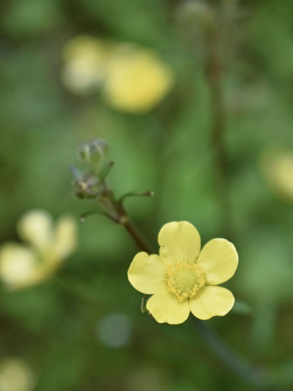 毛莨目,毛莨科. 花可爱,叶可爱,名字可爱,简直就是可爱本爱