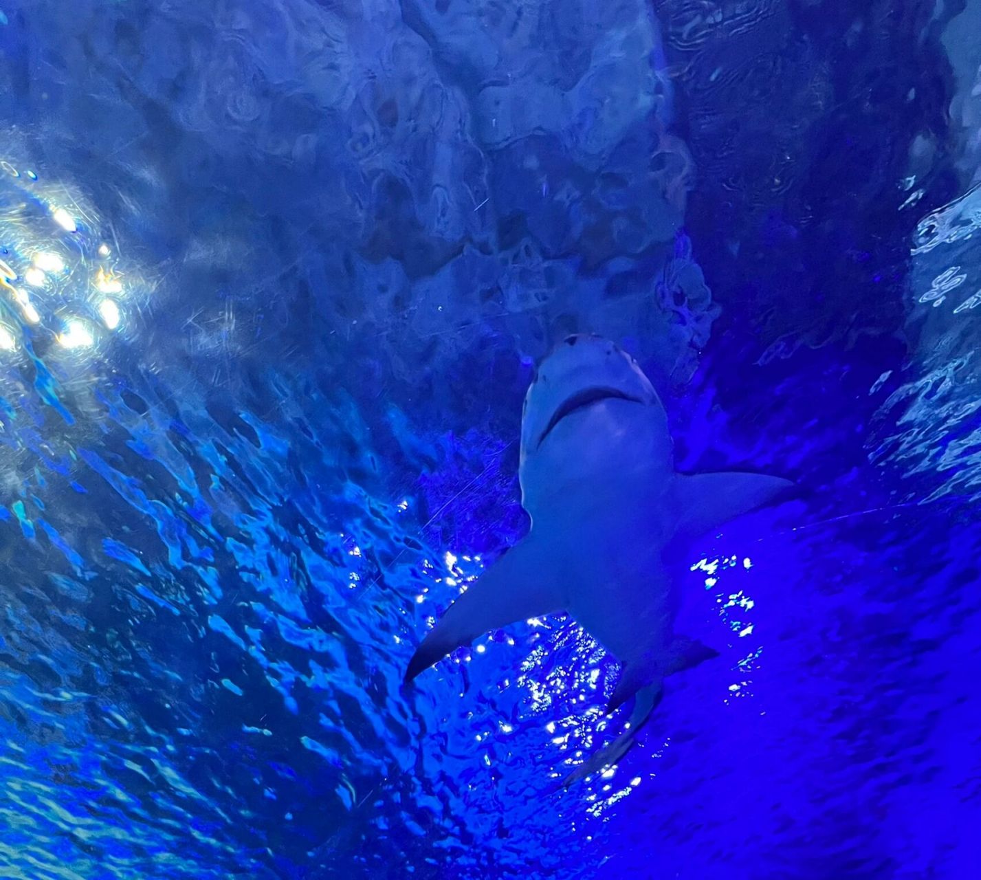 常州海昌海洋馆 希望我们都能和海里的动物一样自由自在的活着