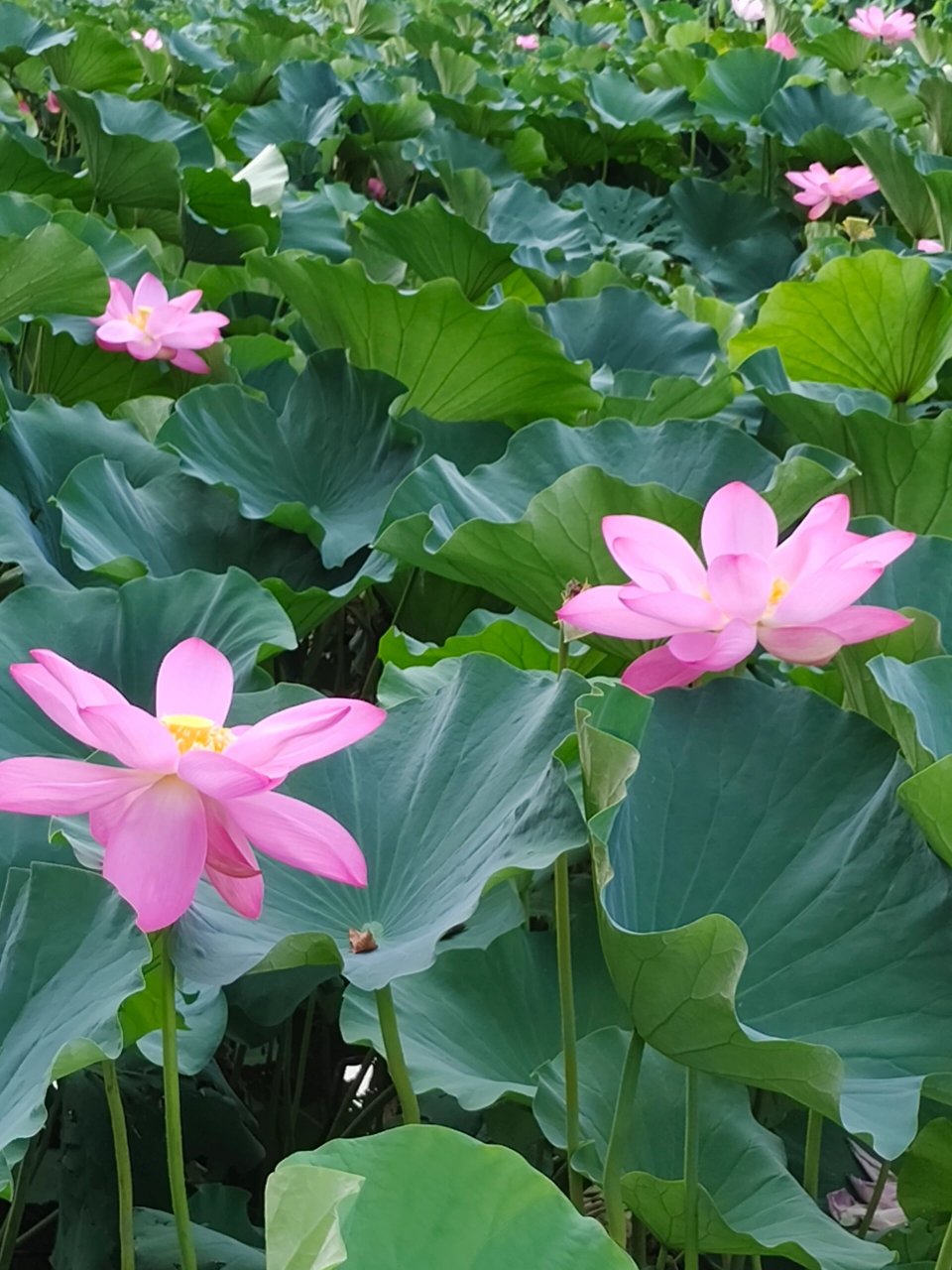 微信风景图片 花草图片