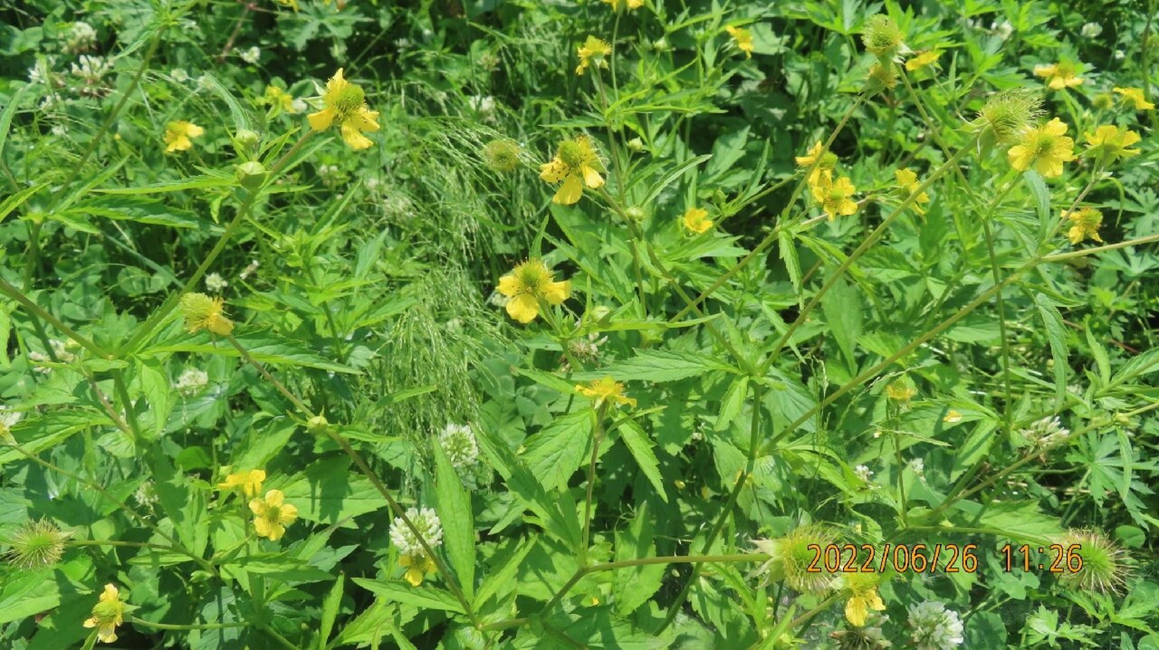 路边青植物图片图片