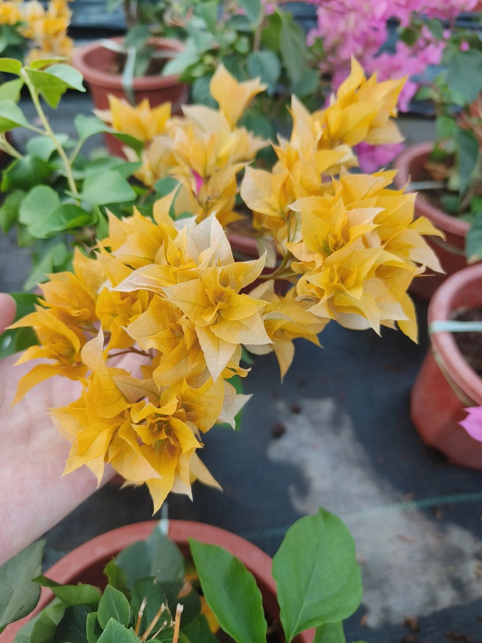 重瓣系列之重瓣黄~ 重瓣系列的三角梅真的开的好特别 重瓣黄一瓣一瓣