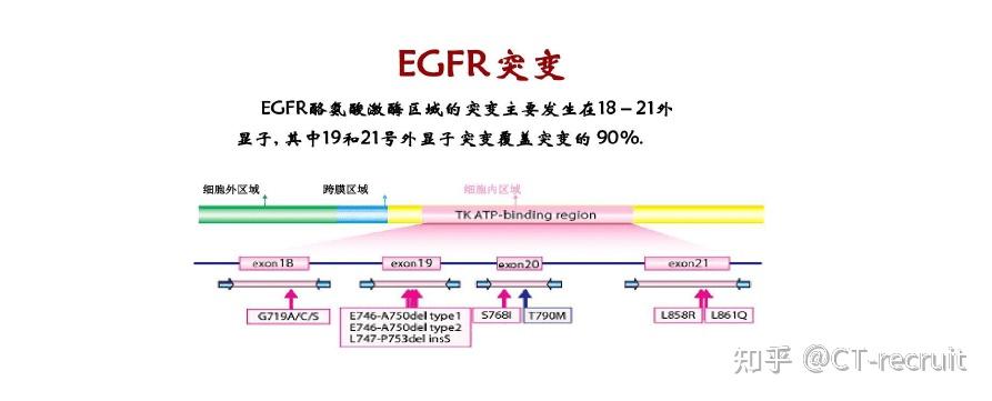 为什么50的肺癌患者egfr基因都会发生突变