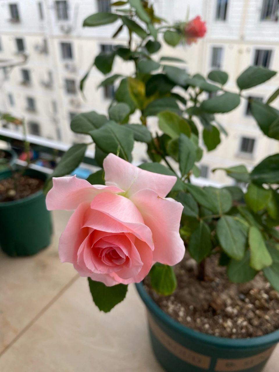 月季——戴安娜 夏天我以为找不到可以看的花的时候,戴安娜表现真的很