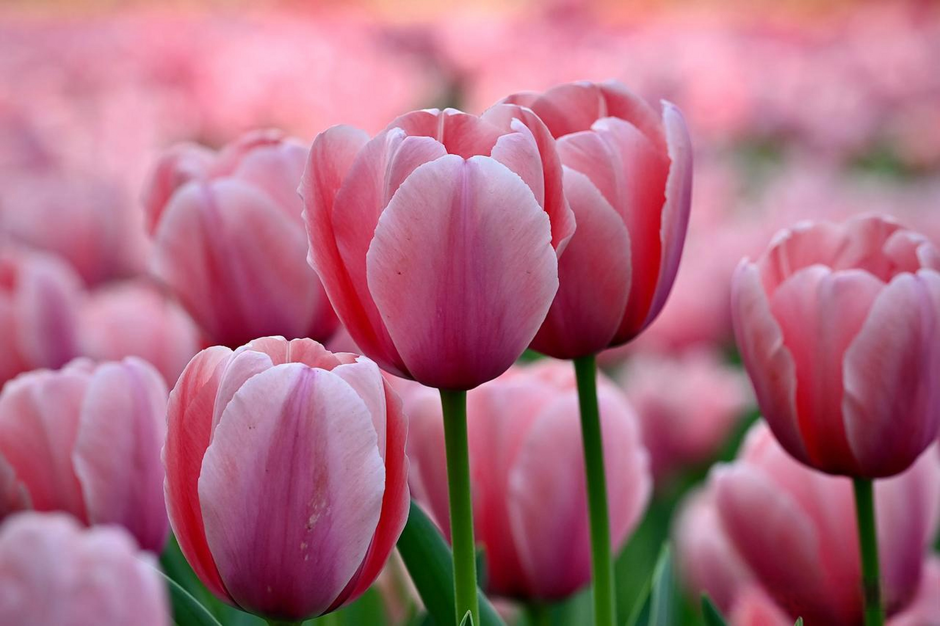 《粉色郁金香》 粉色郁金香,娇艳欲滴香. 花开如锦绣,风吹舞霓裳.