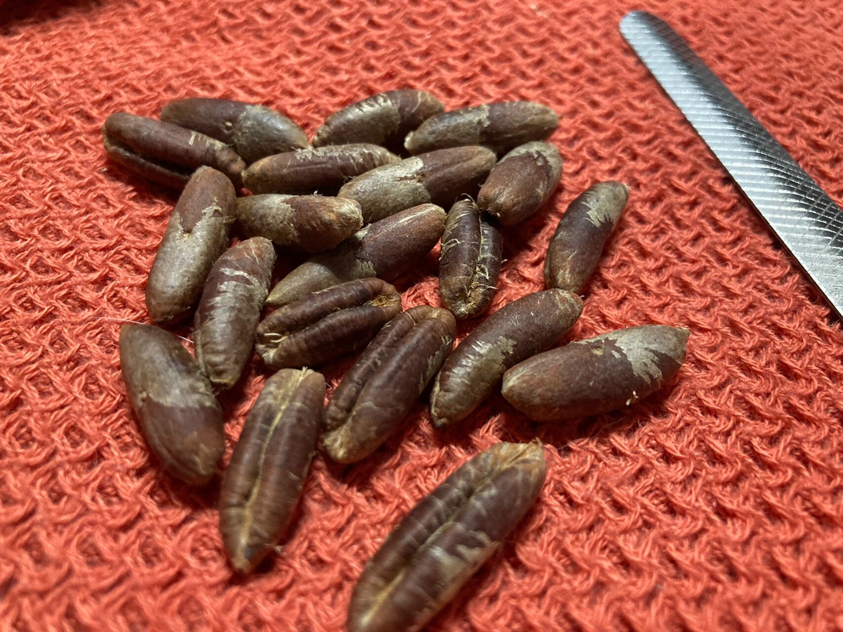 手工自制椰枣核搭配百香籽 起初是想给百香籽整点配饰觉得椰枣核挺