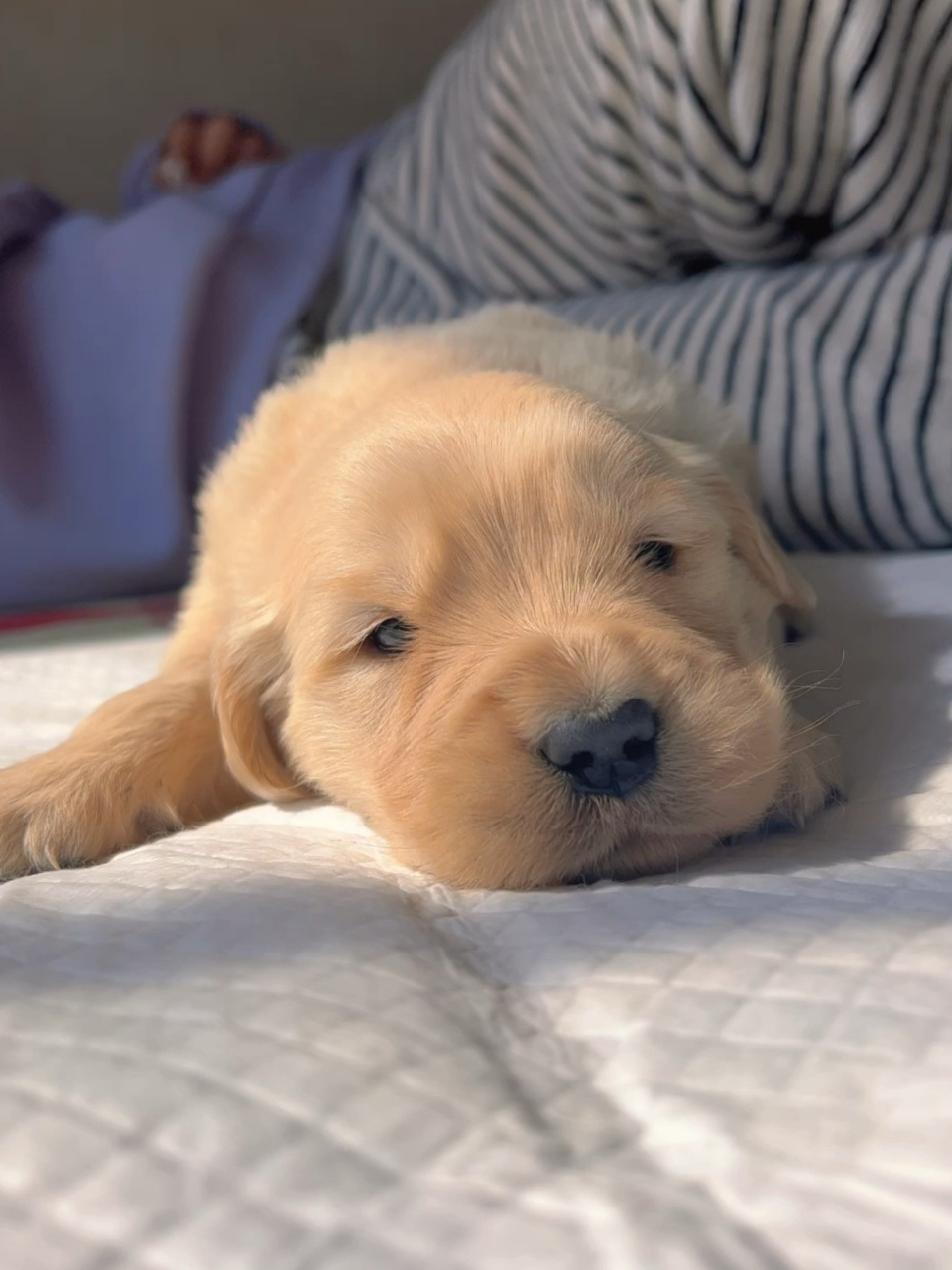 奶凶奶凶的小奶狗,嗷窝叫声太可爱啦!