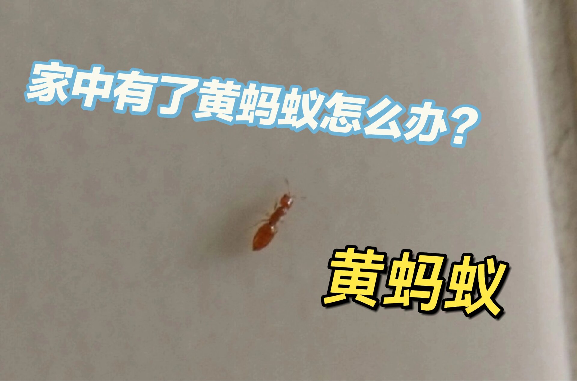 城市家中有了黄蚂蚁(小黄家蚁)怎么办