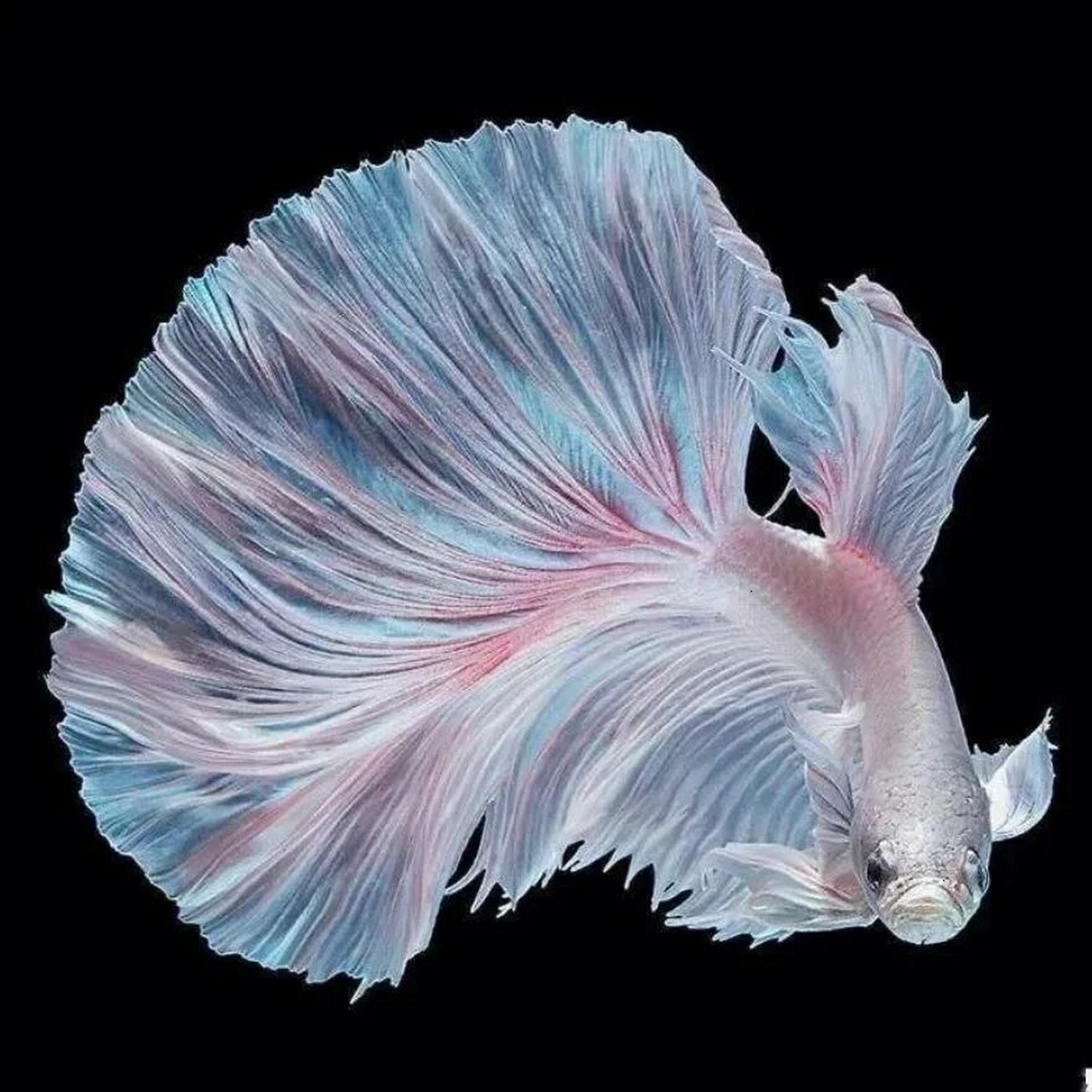 大概需要多少钱 学生党一枚,最近迷上了斗鱼,想问问该怎么养,缸需要