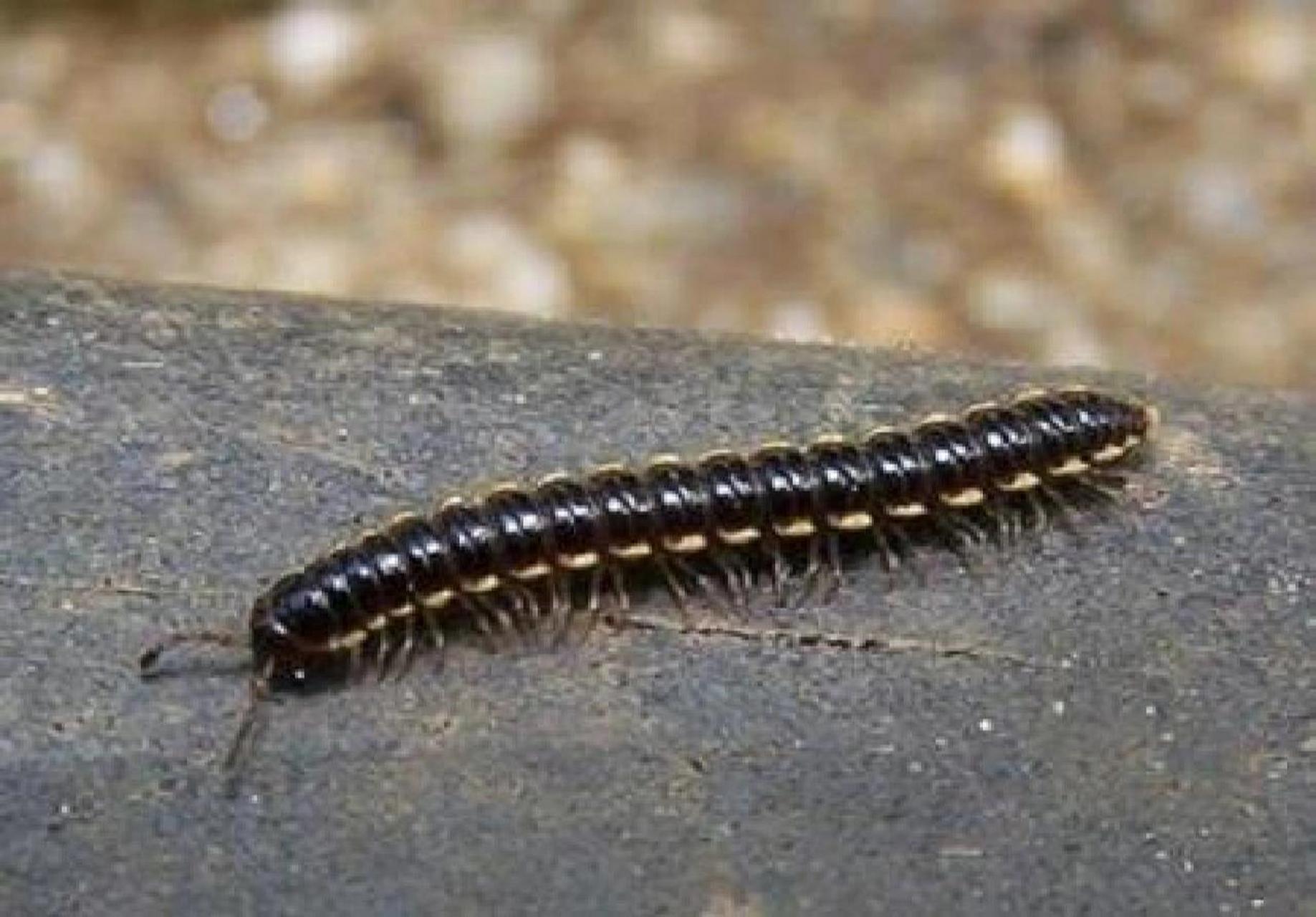 生活习惯,在夜间进行寻找,找到马陆虫出现的位置,从而更好地消灭它们