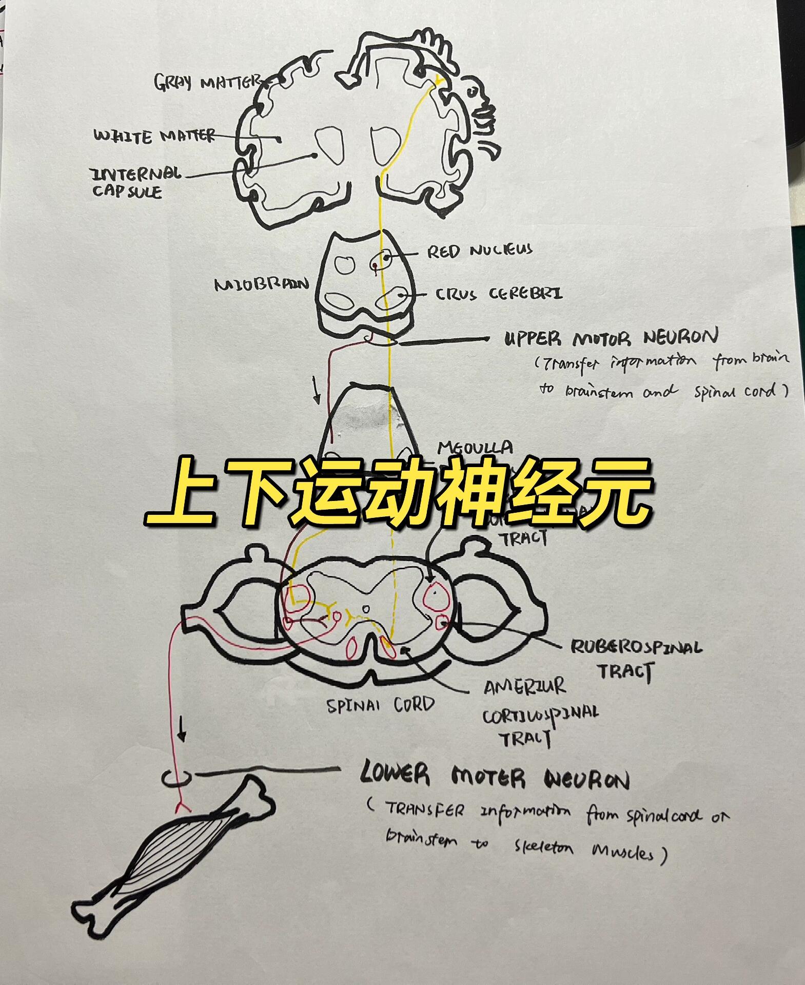 上下运动神经元 关于上下运动神经元的组成及损伤 0415结构