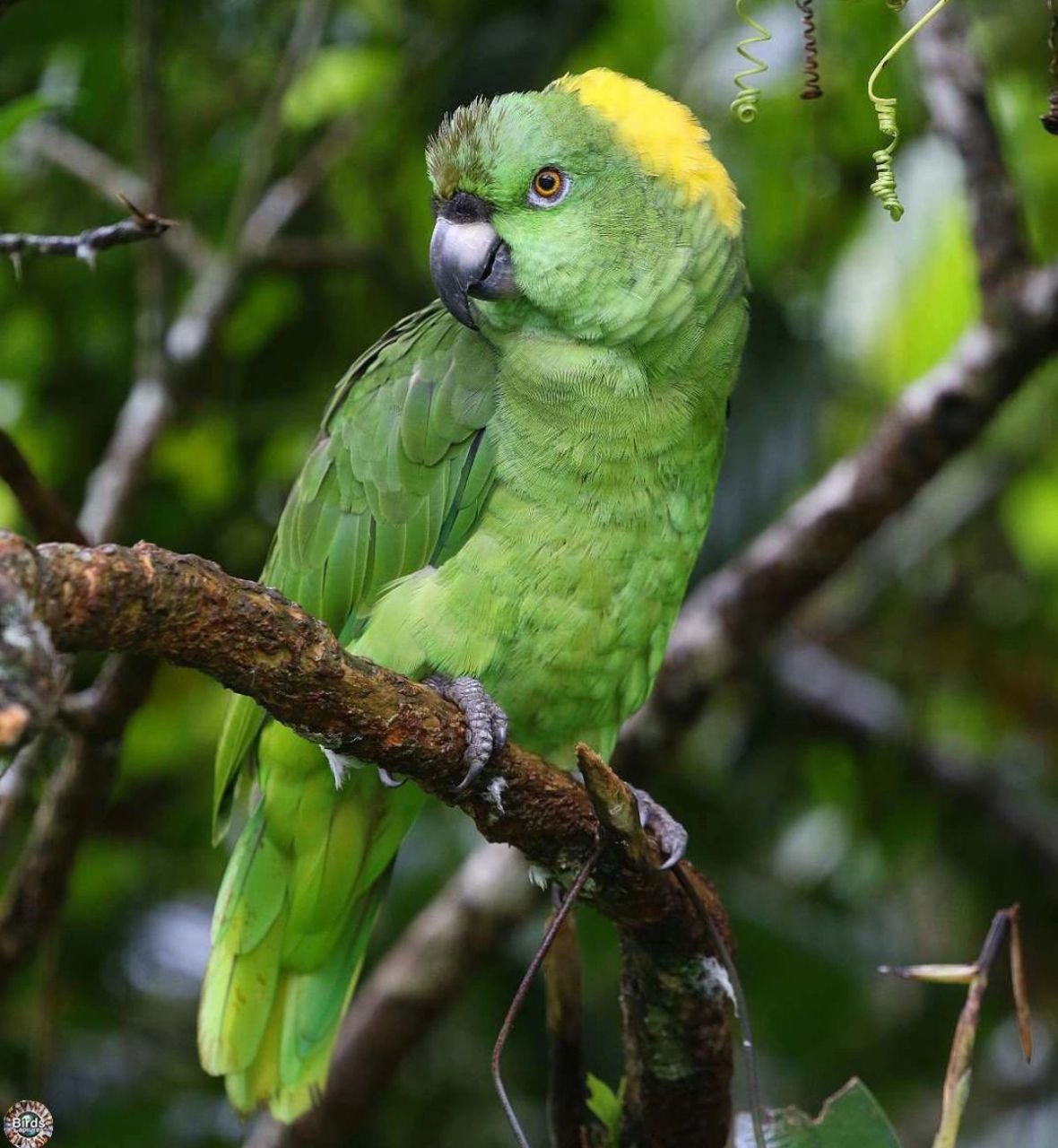 黄颈亚马逊 又名: 金颈亚马逊 	 尺寸: 35厘米(14英寸) 重量: 480-550