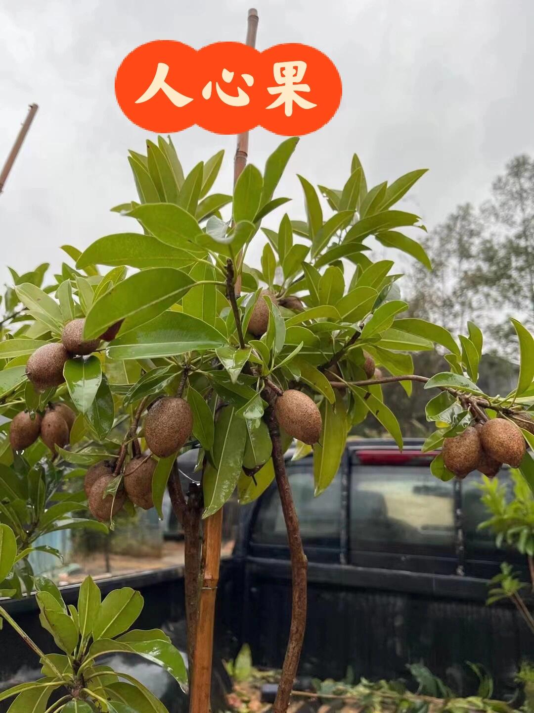 要苗直接带果两个月开吃 人心果树带果出,5-7个一斤左右,这么小一颗