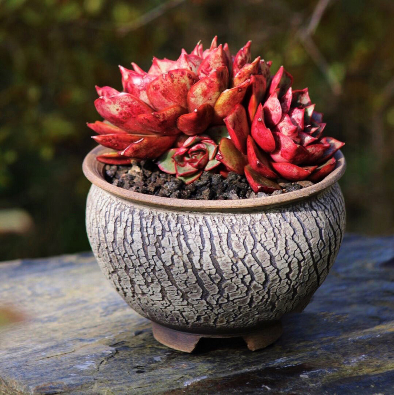 00多肉植物 血色浪漫&粗陶花盆 一抹红颜,倾覆风情万千～ 东升日落