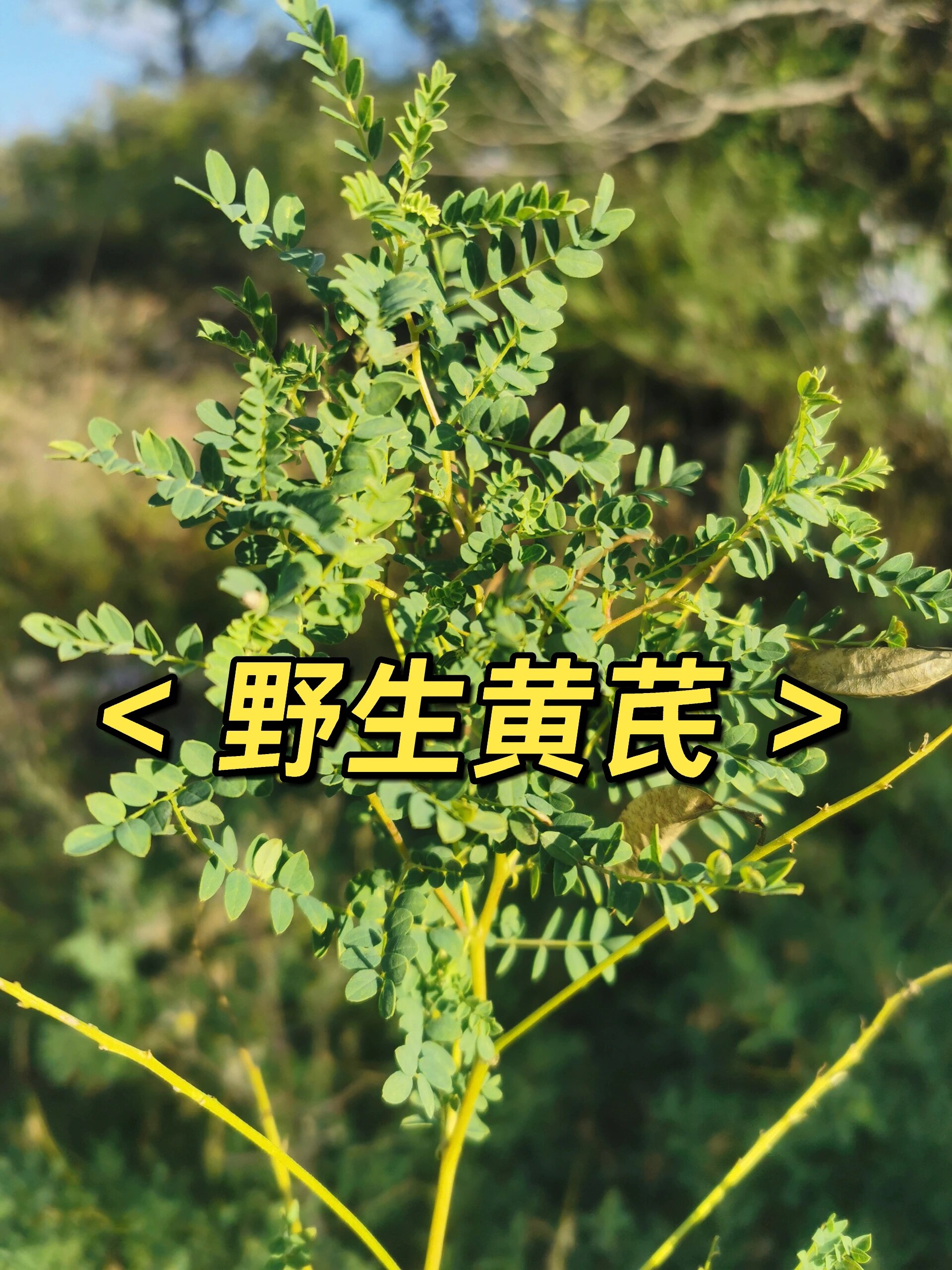 家乡的野生黄芪 大家有见过吗 纯正野生黄芪是一种多年生草本植物