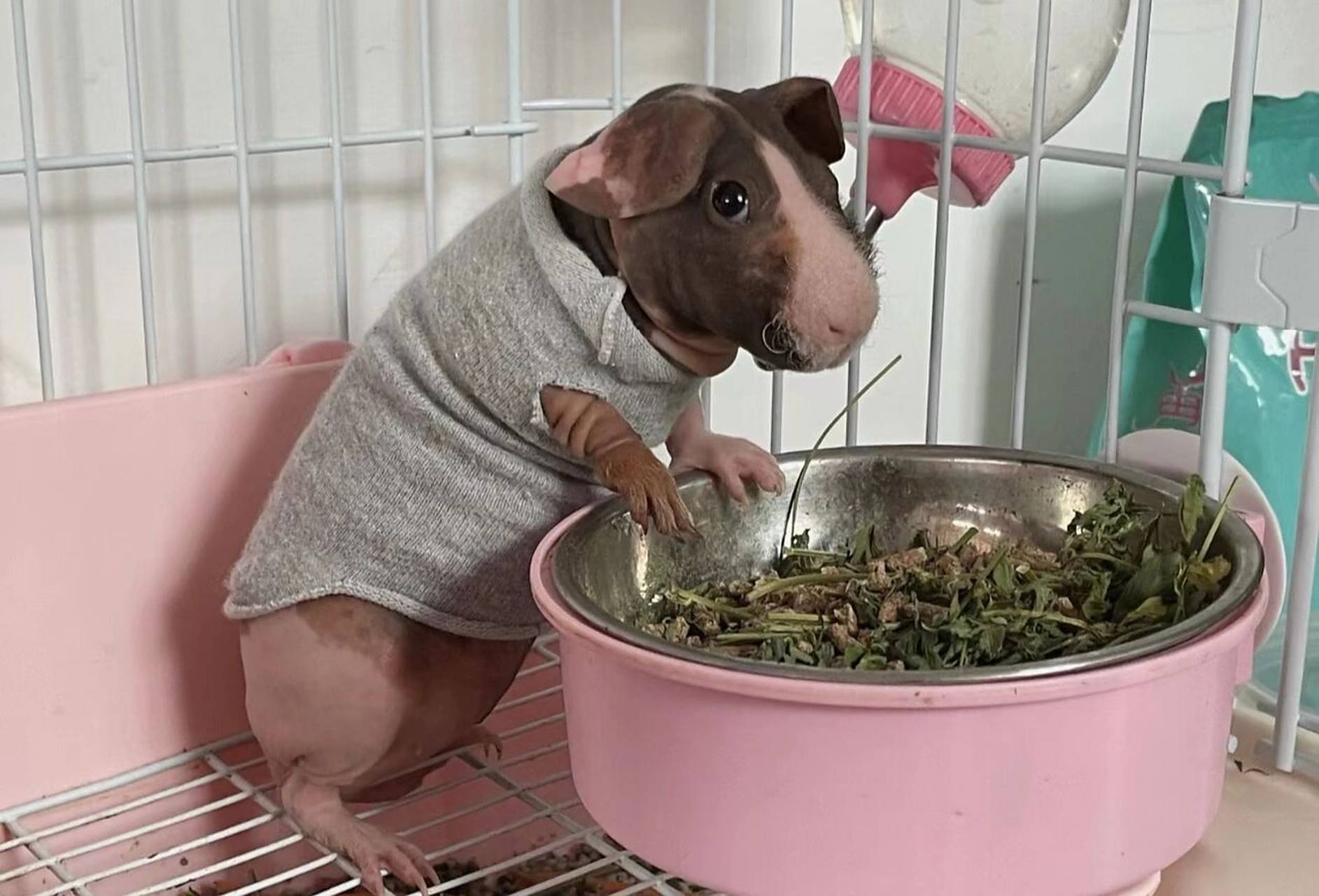 无毛豚鼠(无毛猪迷你小河马)疾病及治疗如 无毛豚鼠(无毛猪迷你小河马