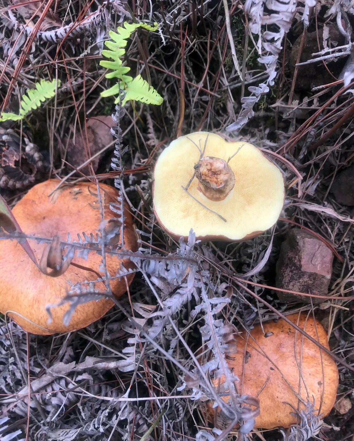 俗称滑肚子的两种乳牛肝菌 1到4图 学名;suillus luteus 褐环乳牛肝菌