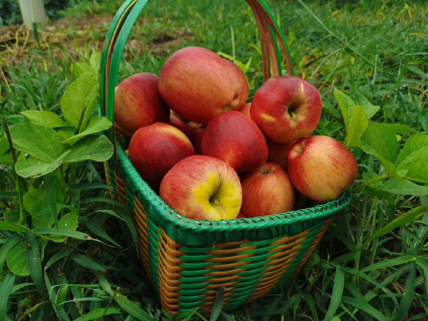 昭通红露苹果,纯甜无酸,脆甜 云南昭通有一种早熟的丑苹果,它叫红露,8