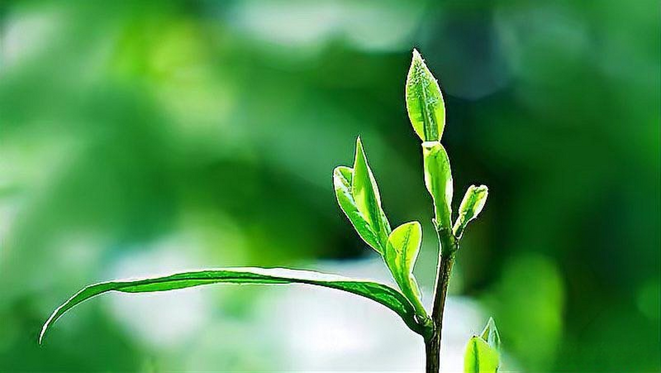 这段视频很有意思>>《生机盎然的春天正在绽放中》