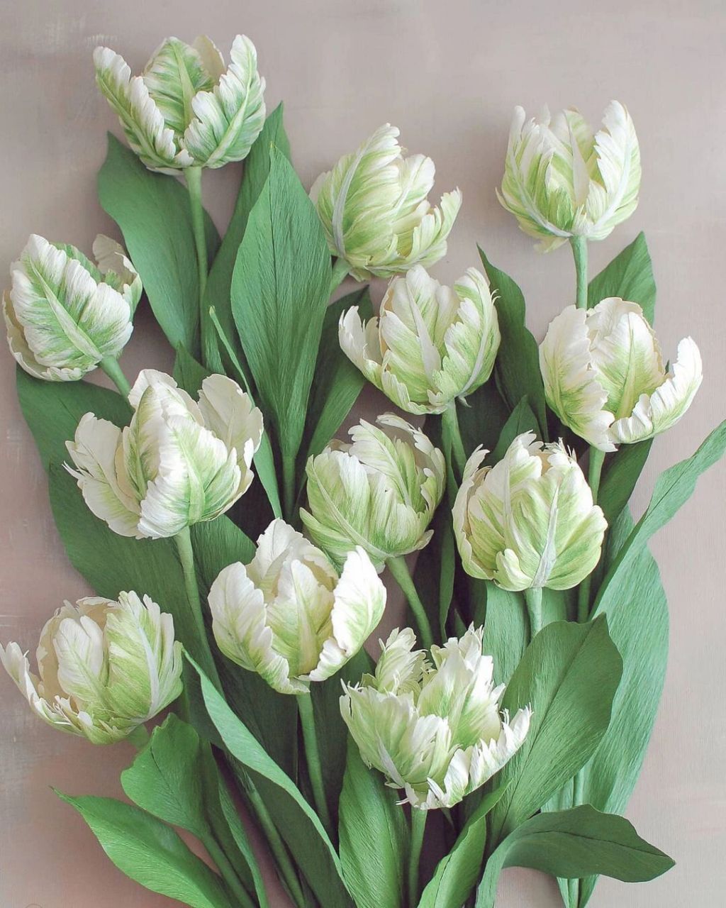 纸艺|纸花:皱纹纸上"盛开"的白鹦鹉郁金香6015 作品分享 艺术家