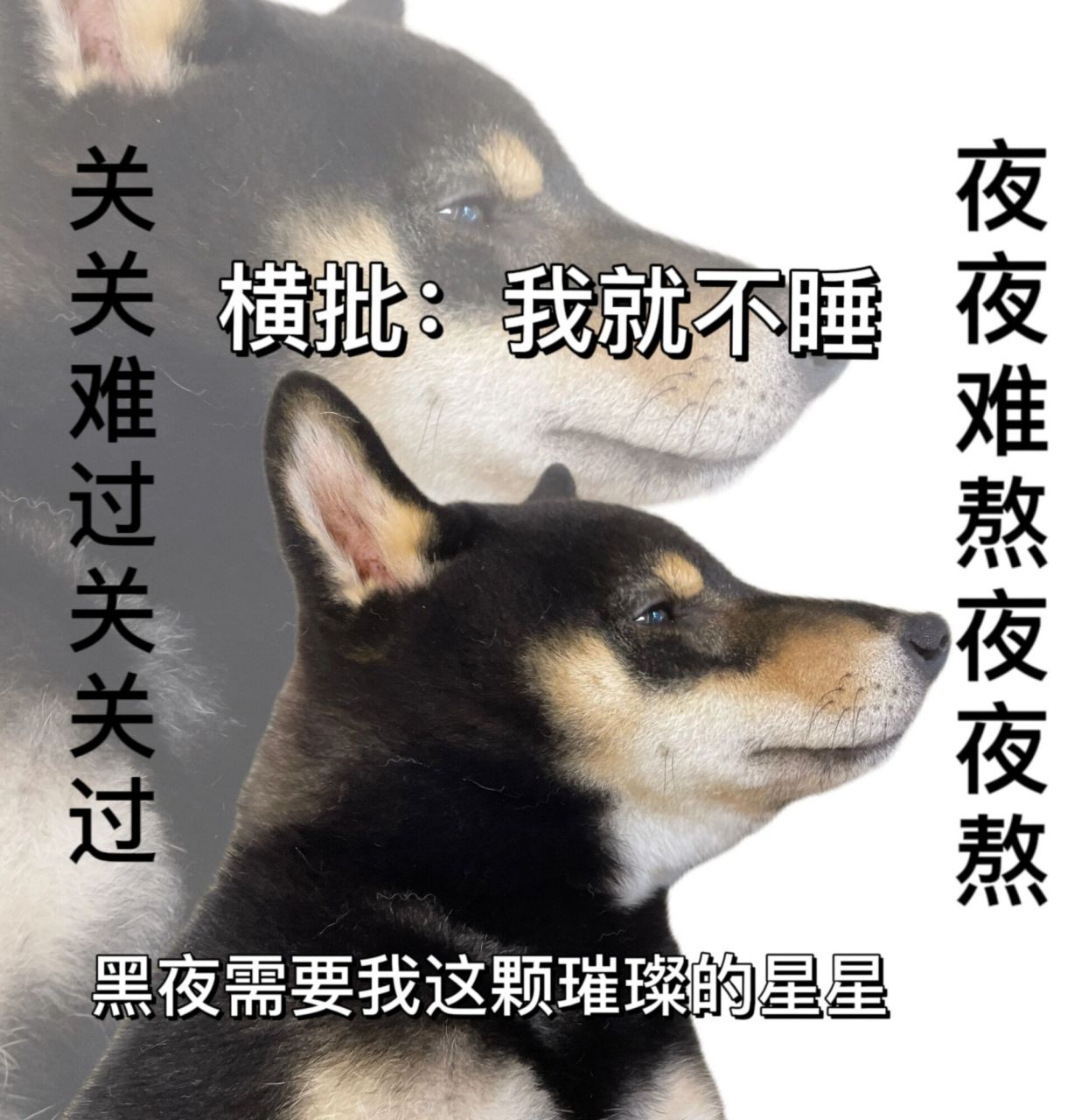 狗狗表情包|再熬夜是小狗,可是小狗也熬夜