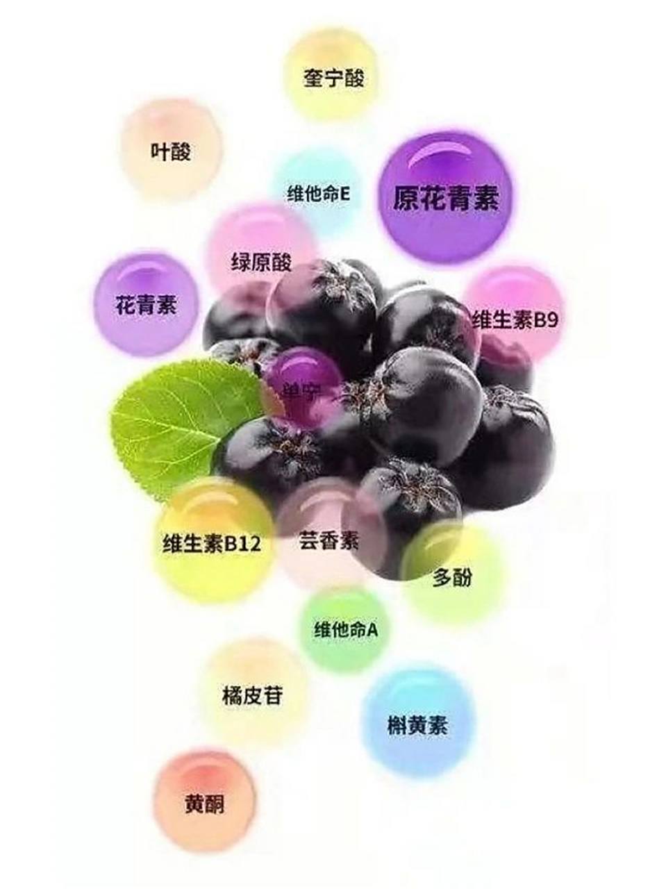 黑果花楸:又名(不老莓) 黑果肋腺花楸,原产北美,却在欧洲大量种植和