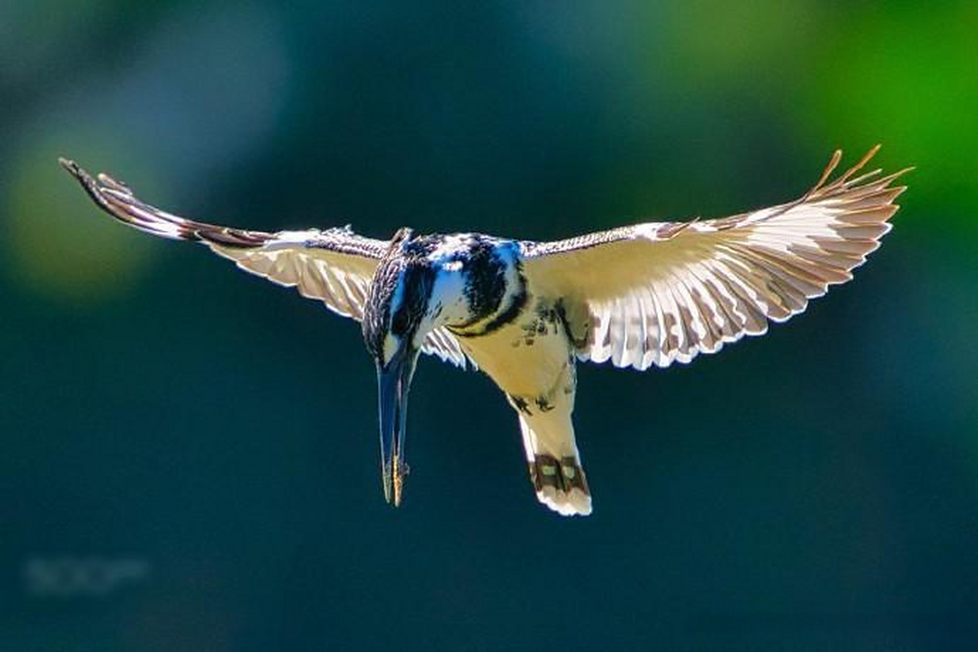 【鸟类摄影作品】 摄影师:rick c. graham