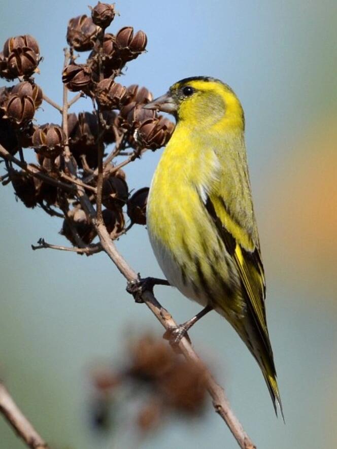 黄雀 黄雀是老北京常见的笼养鸟.@山水青世界的动态