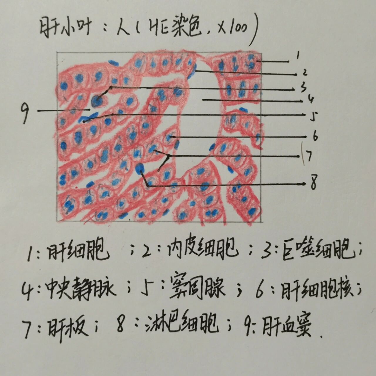 【组胚红蓝手绘】肝小叶,门管区,肾小体      画图要点:图注(标本来源