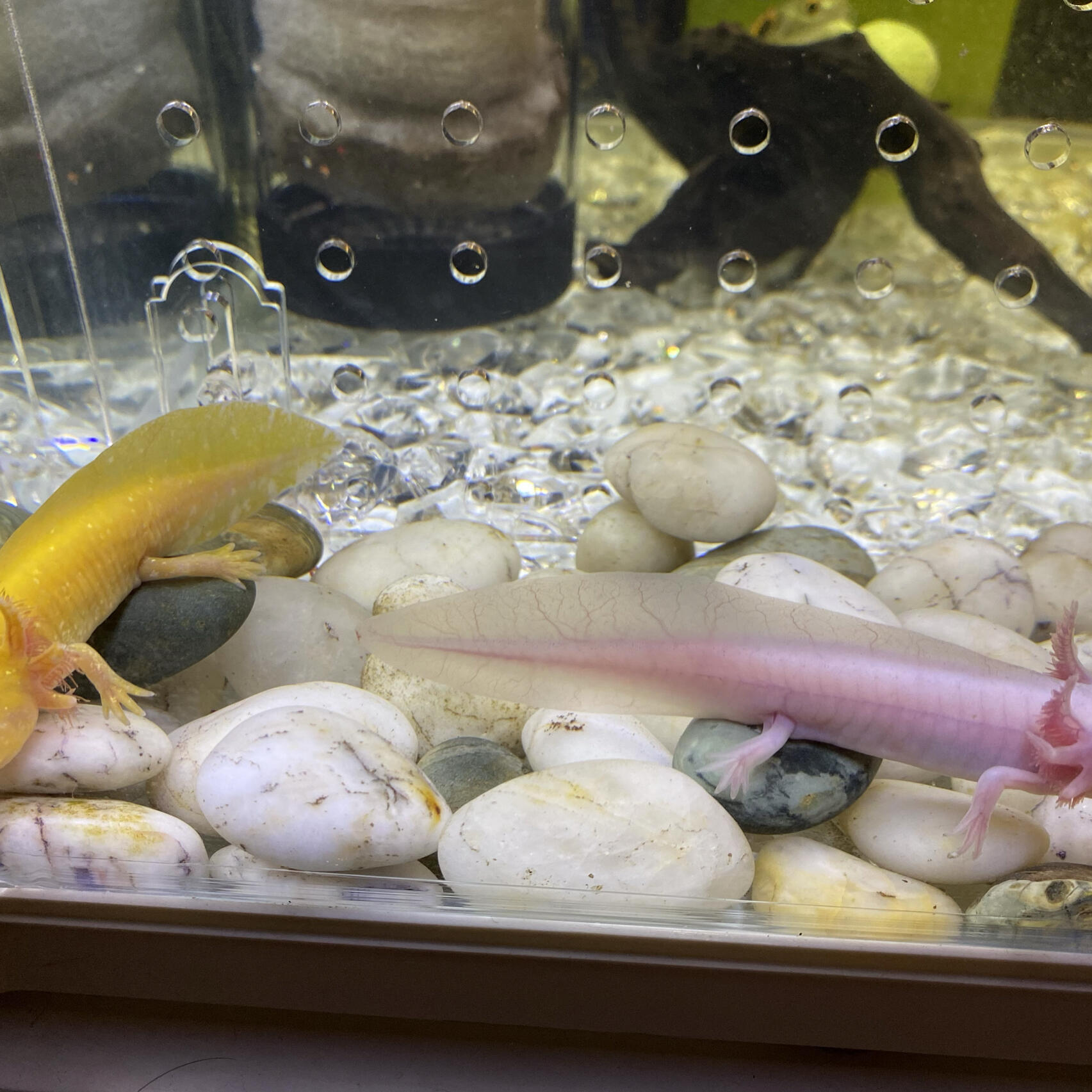 六角恐龙鱼0395冷水鱼