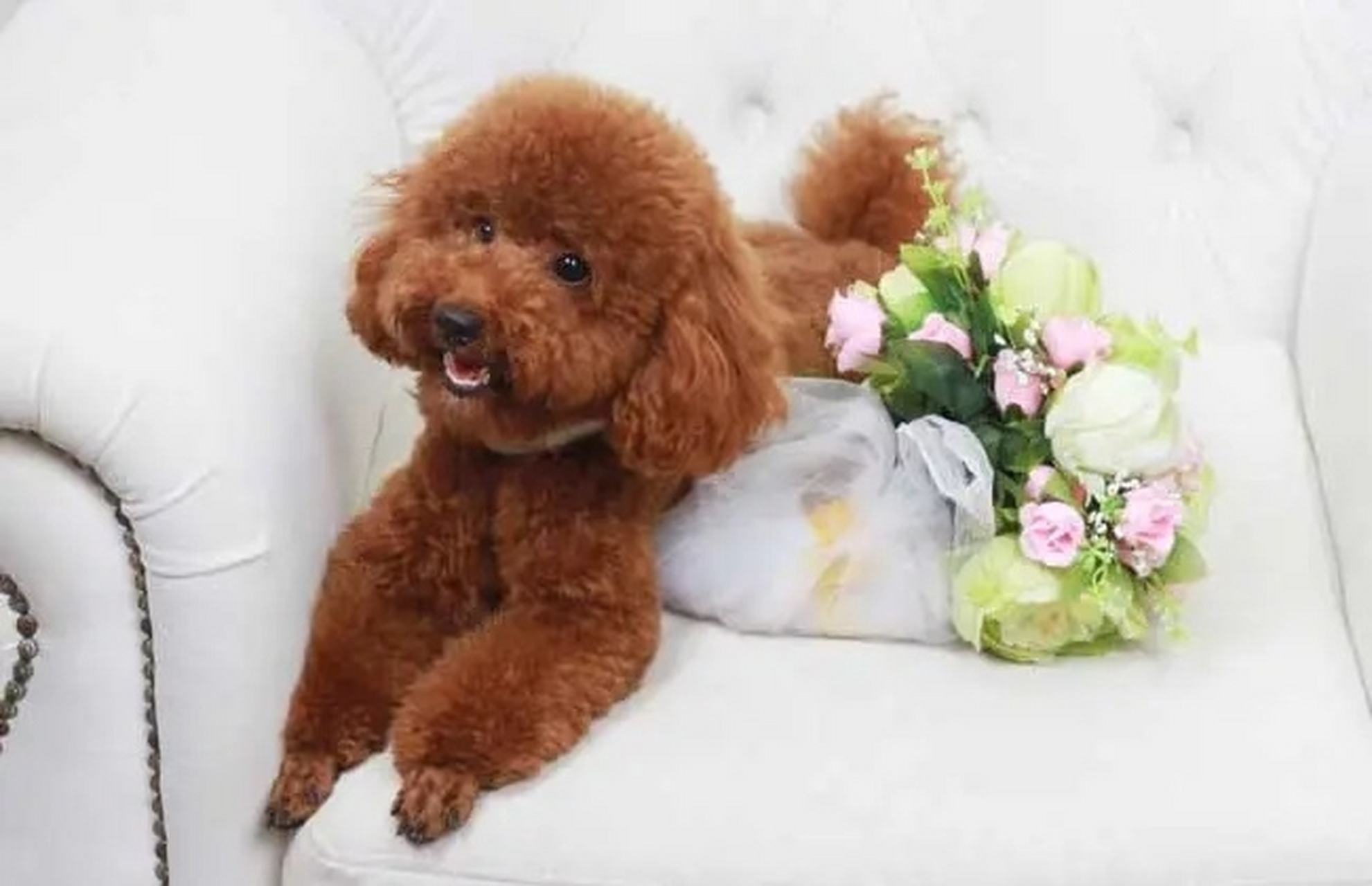 分不清的看这里 许多不熟悉贵宾和泰迪的朋友,都会说泰迪很像贵宾