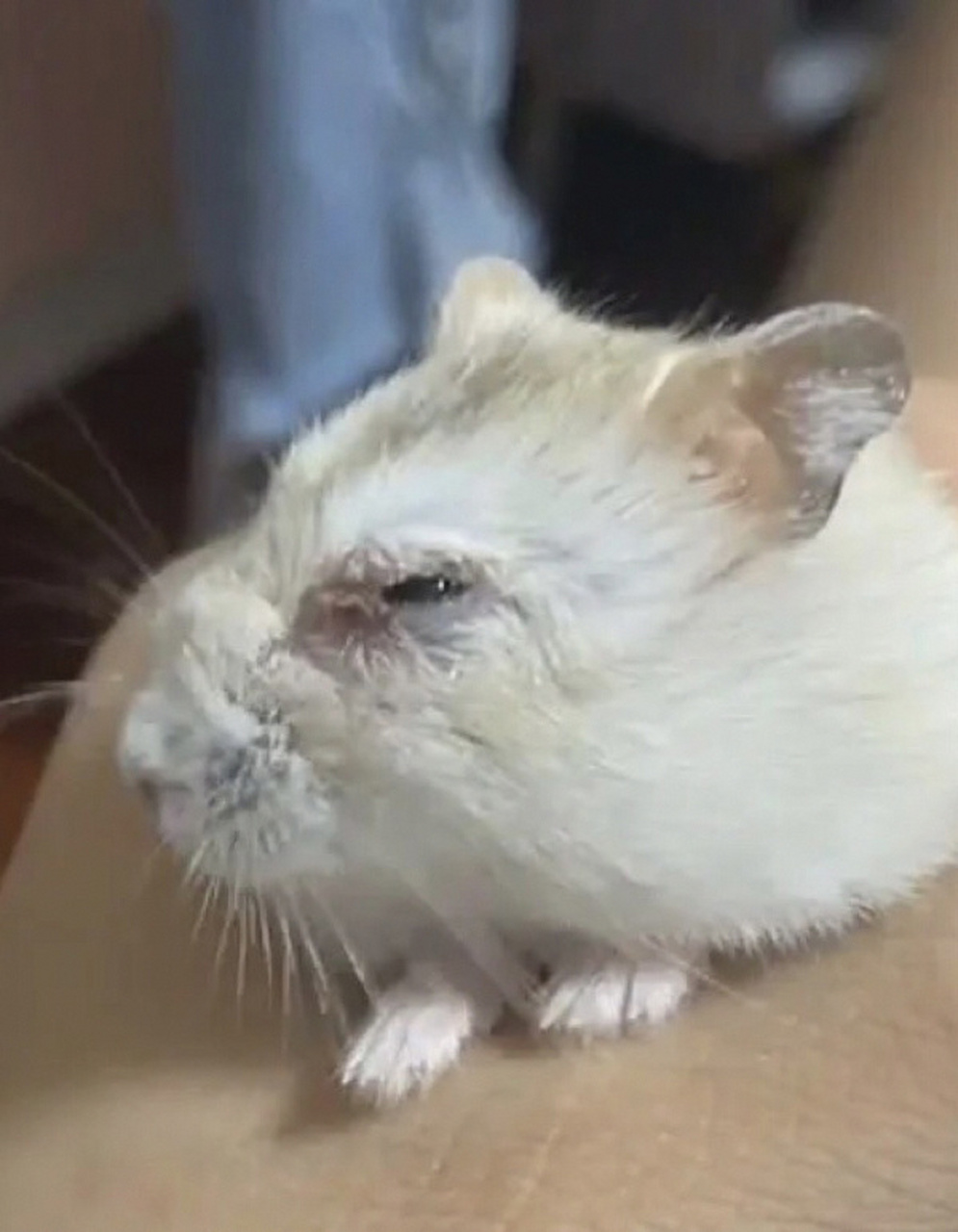 仓鼠眼睛发炎跟皮肤脱毛的处理方法:第一页 今天出一篇关于仓鼠眼周