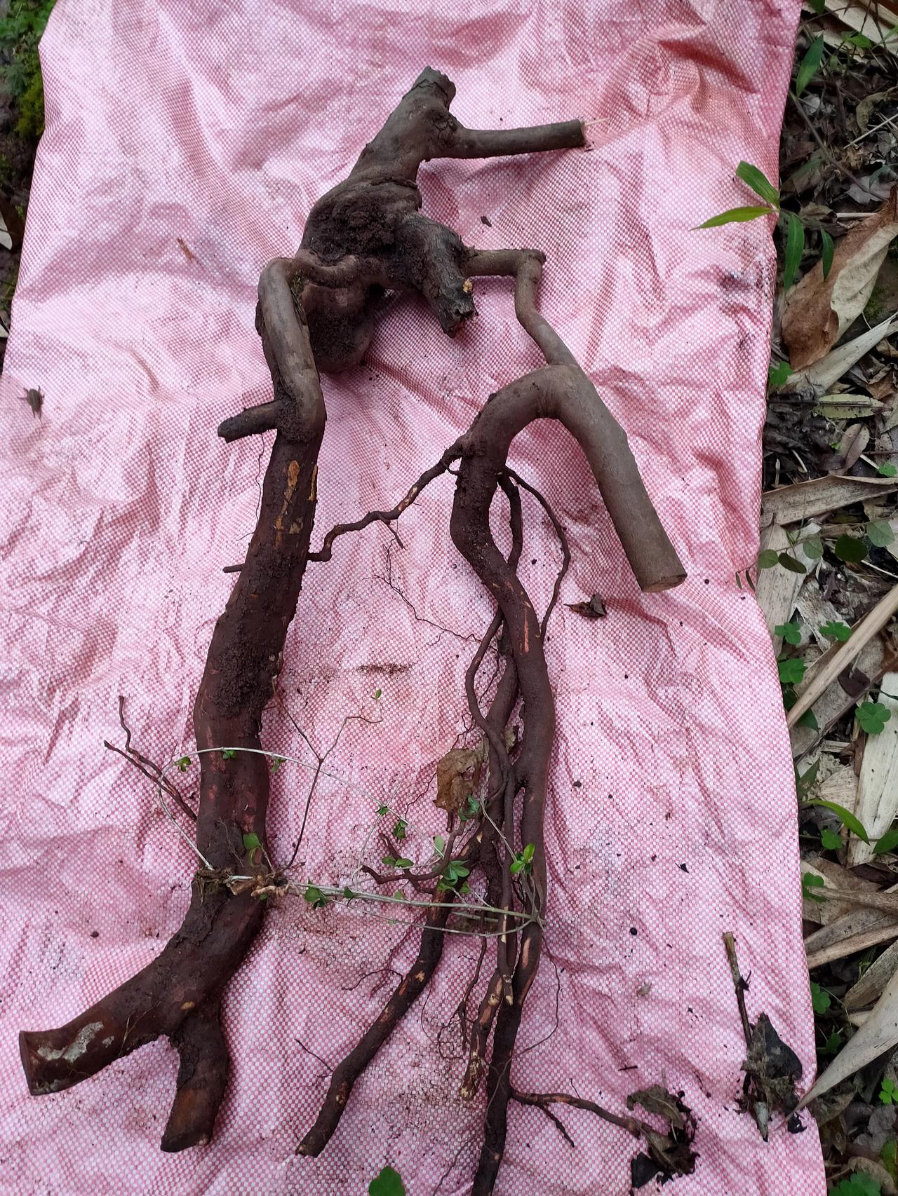 一大早搞了一个提根雀梅,喜欢根艺的来聊!