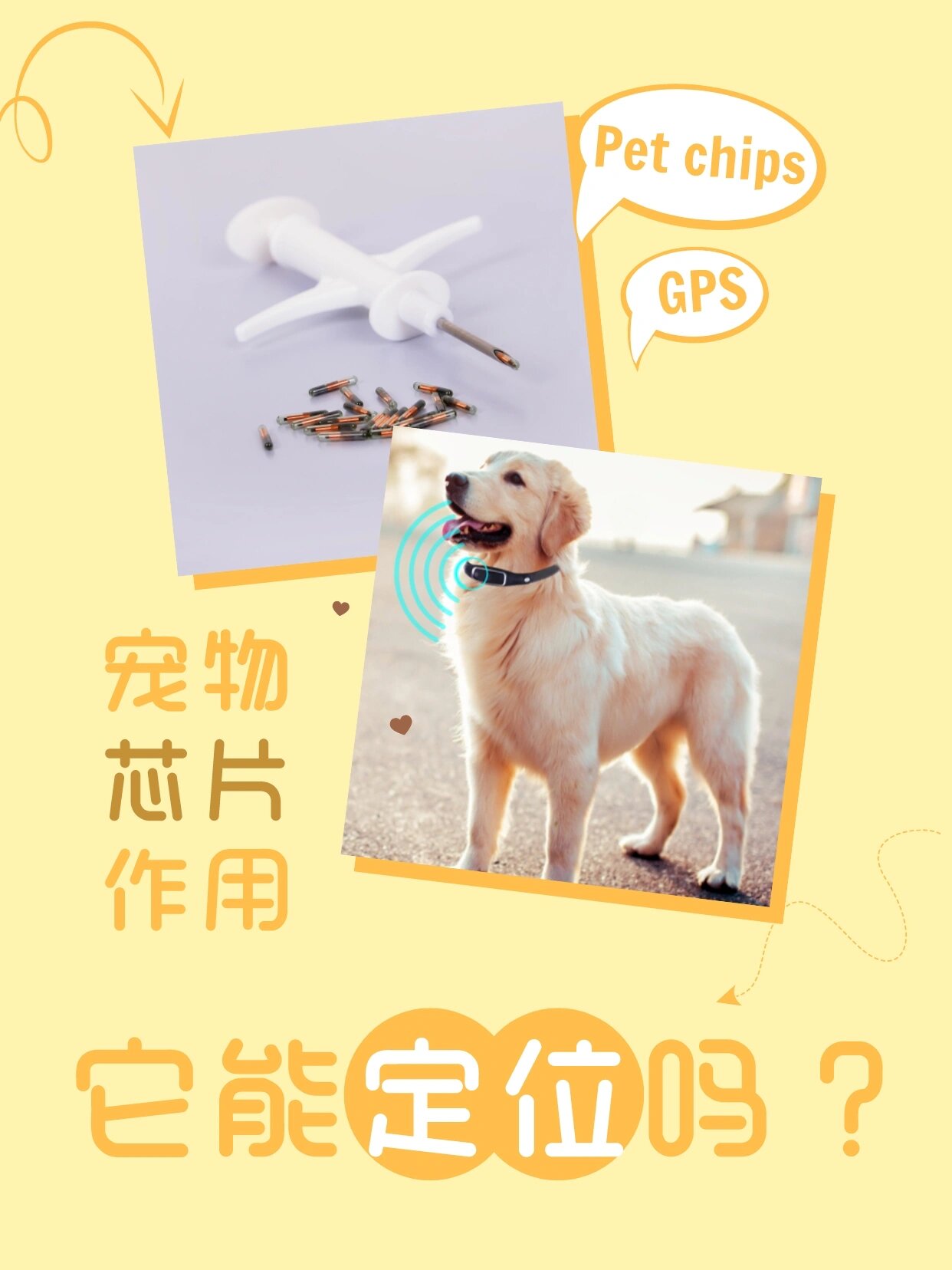 宠物体内植入的芯片到底是什么作用?