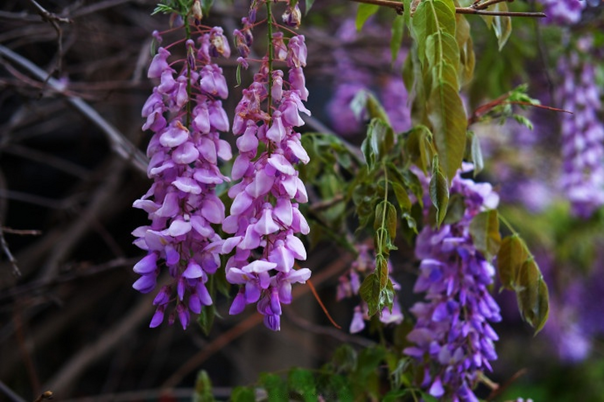 最in山东打卡地#  此时的大明湖畔紫藤花开,一串串紫藤花垂挂枝头