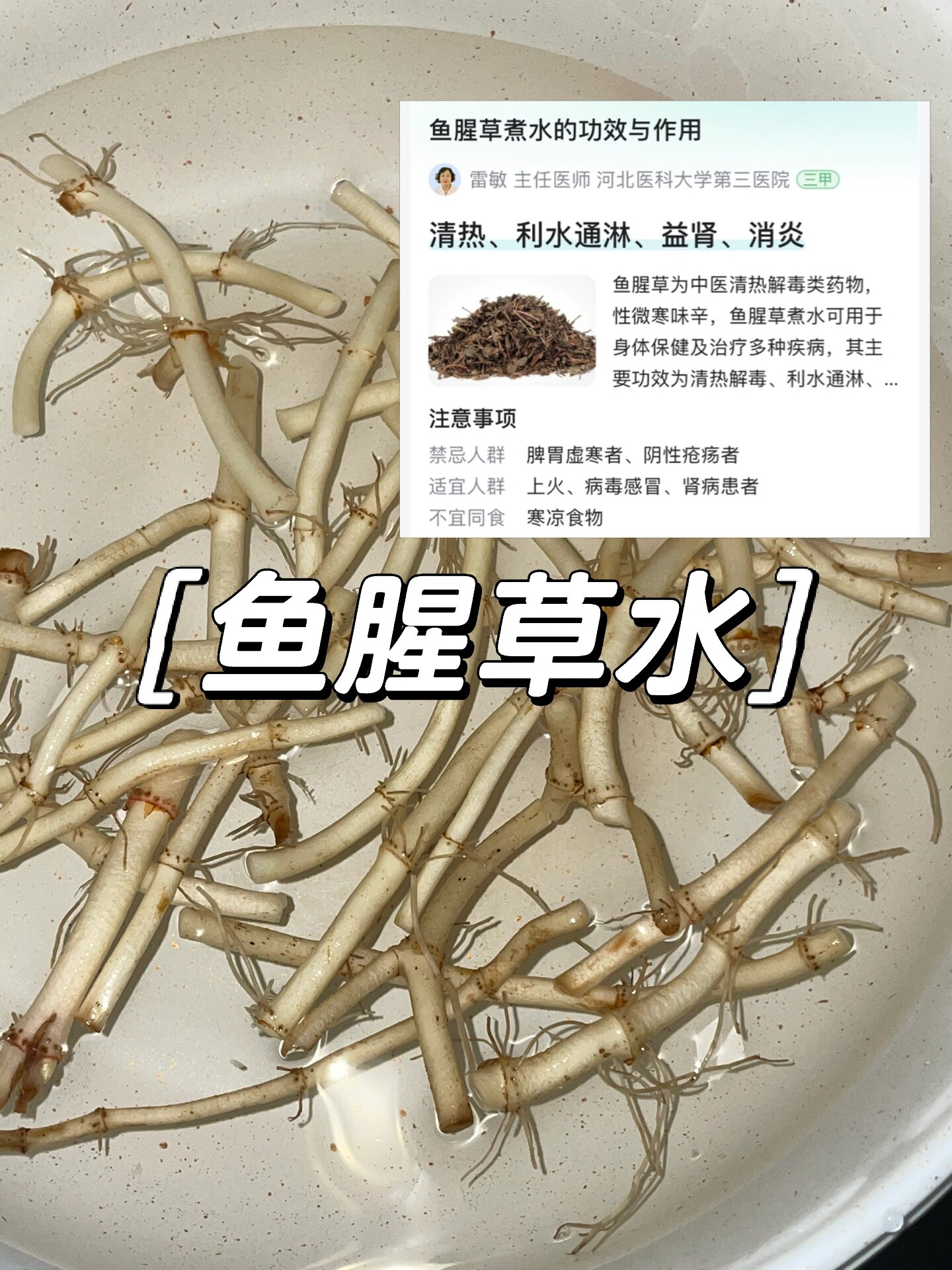 鱼腥草水培图片图片