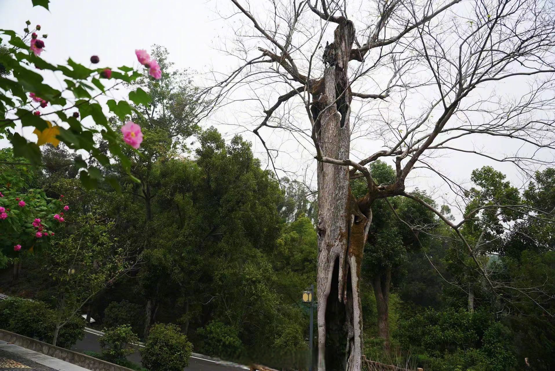 【千年朴树被雷击成空心依然充满生机】在岳阳洞庭湖君山岛上,一棵