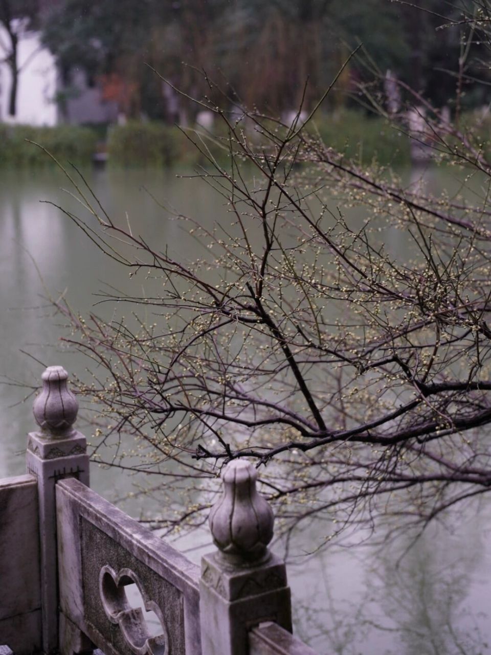 合肥·浮庄|疏影横斜  含苞待放的梅花 有一两朵已经偷偷先开了,估计