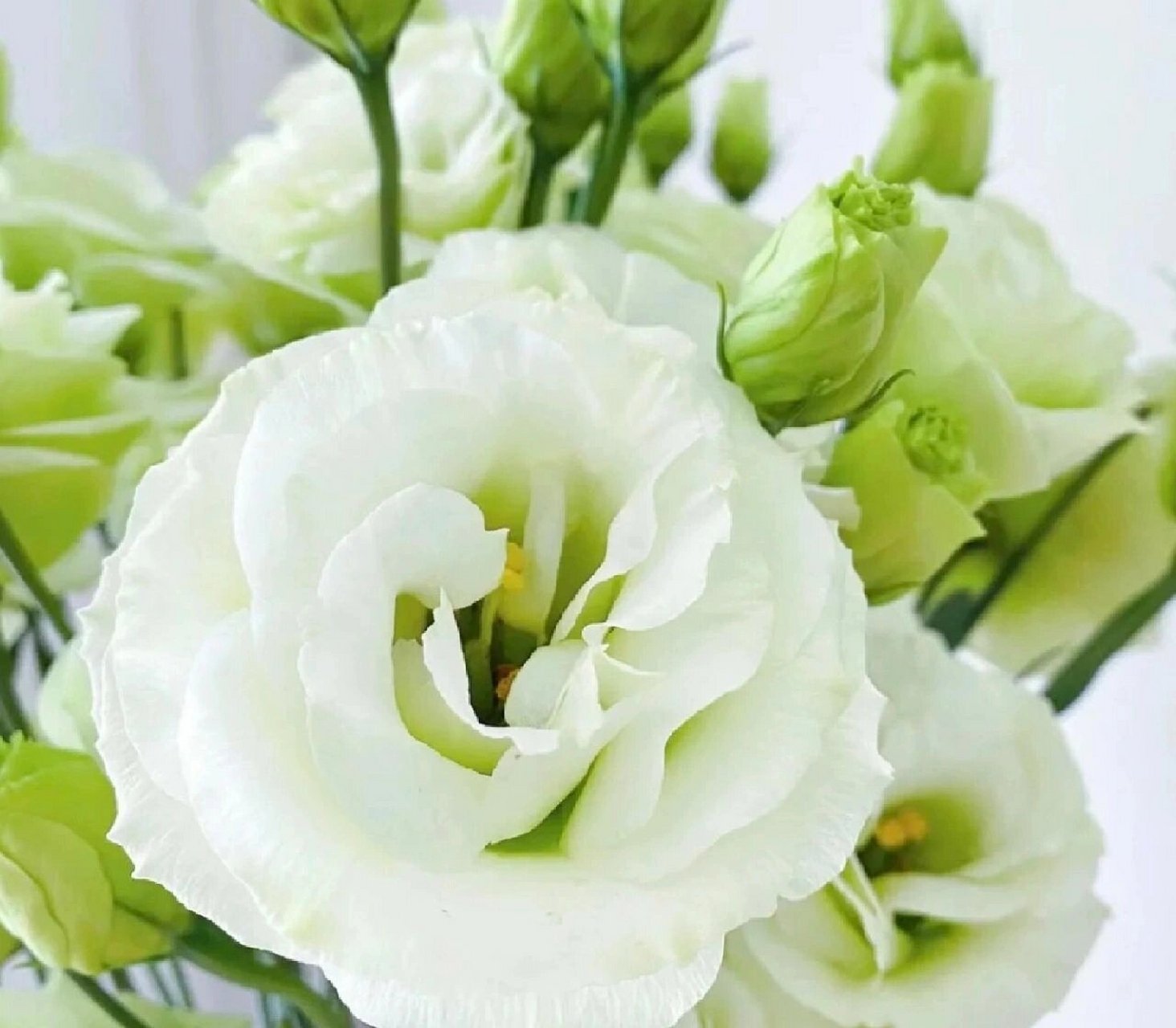 海土耳其桔梗,丽钵花,德州铃兰 98科:龙胆科 97属:洋桔梗属 97