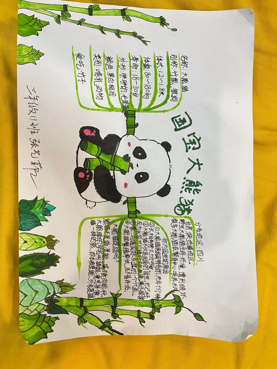 大熊猫资料三年级下册图片