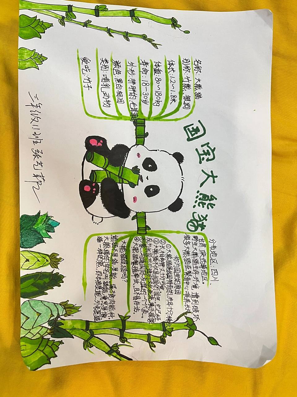 大熊猫思维导图 三年级下册语文,观察国宝大熊猫