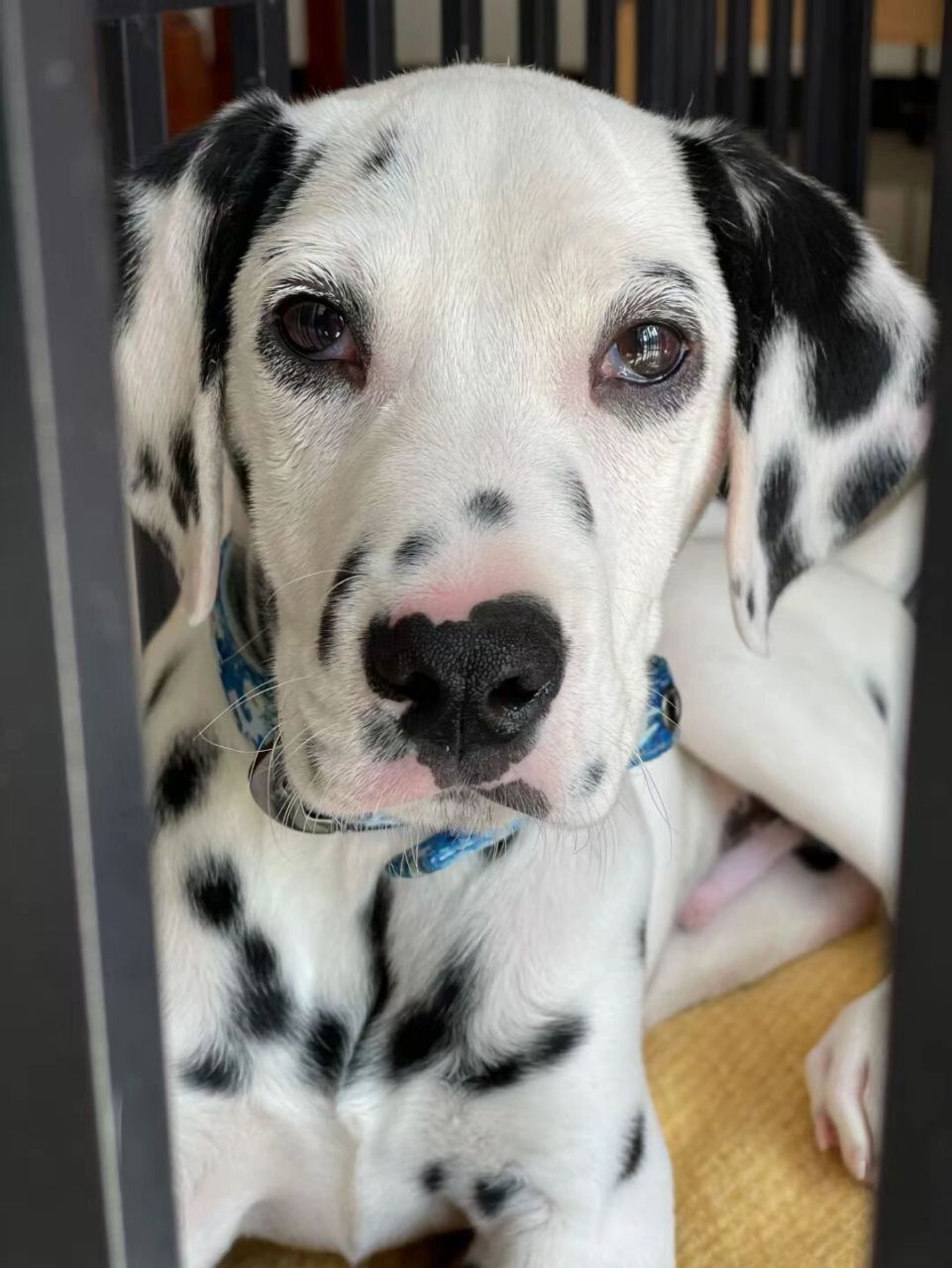 小狗结膜炎,滴点眼药水就好了 小狗结膜炎,用点药就好,上午有病用药