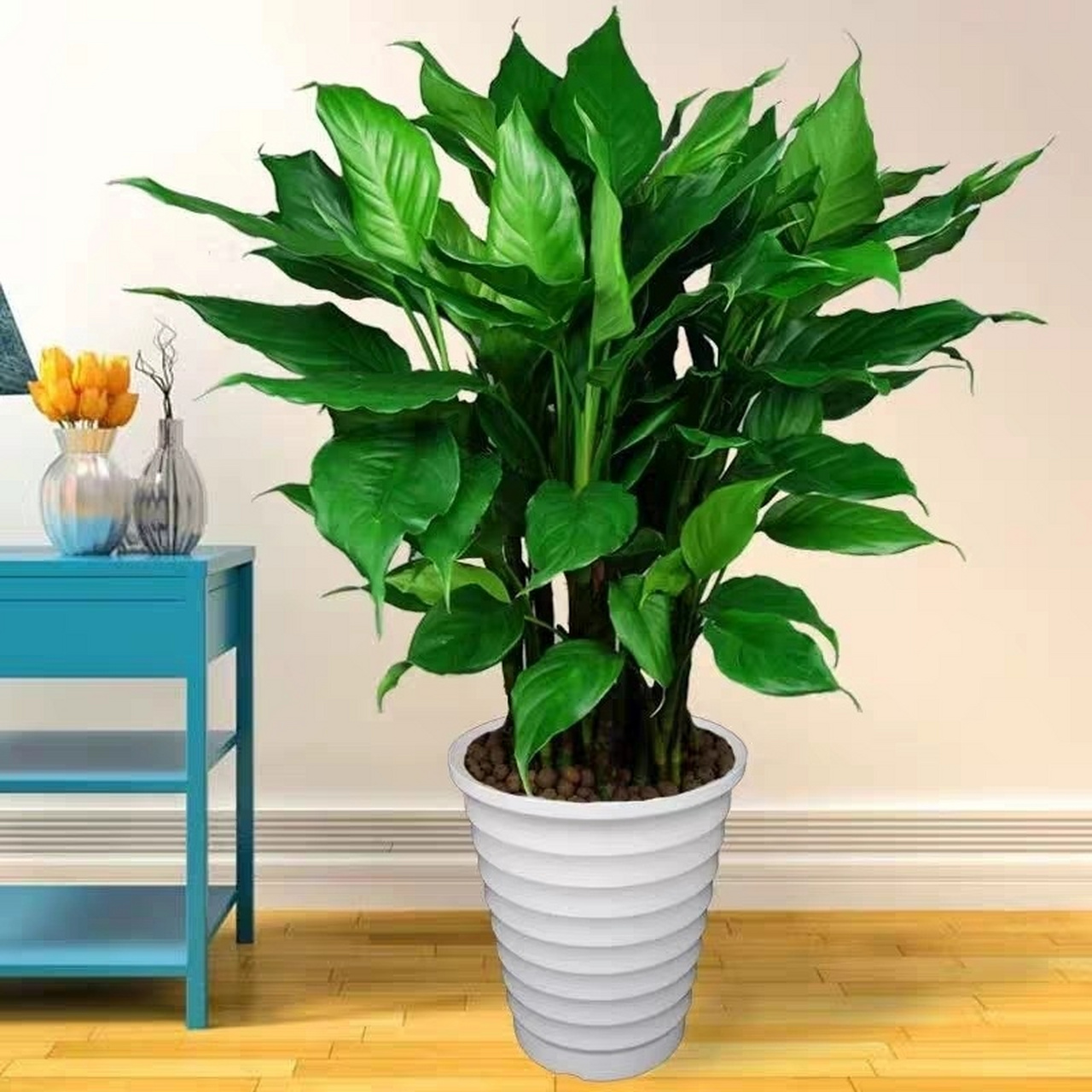 97(3)植物分类: 百合科,万年青属.