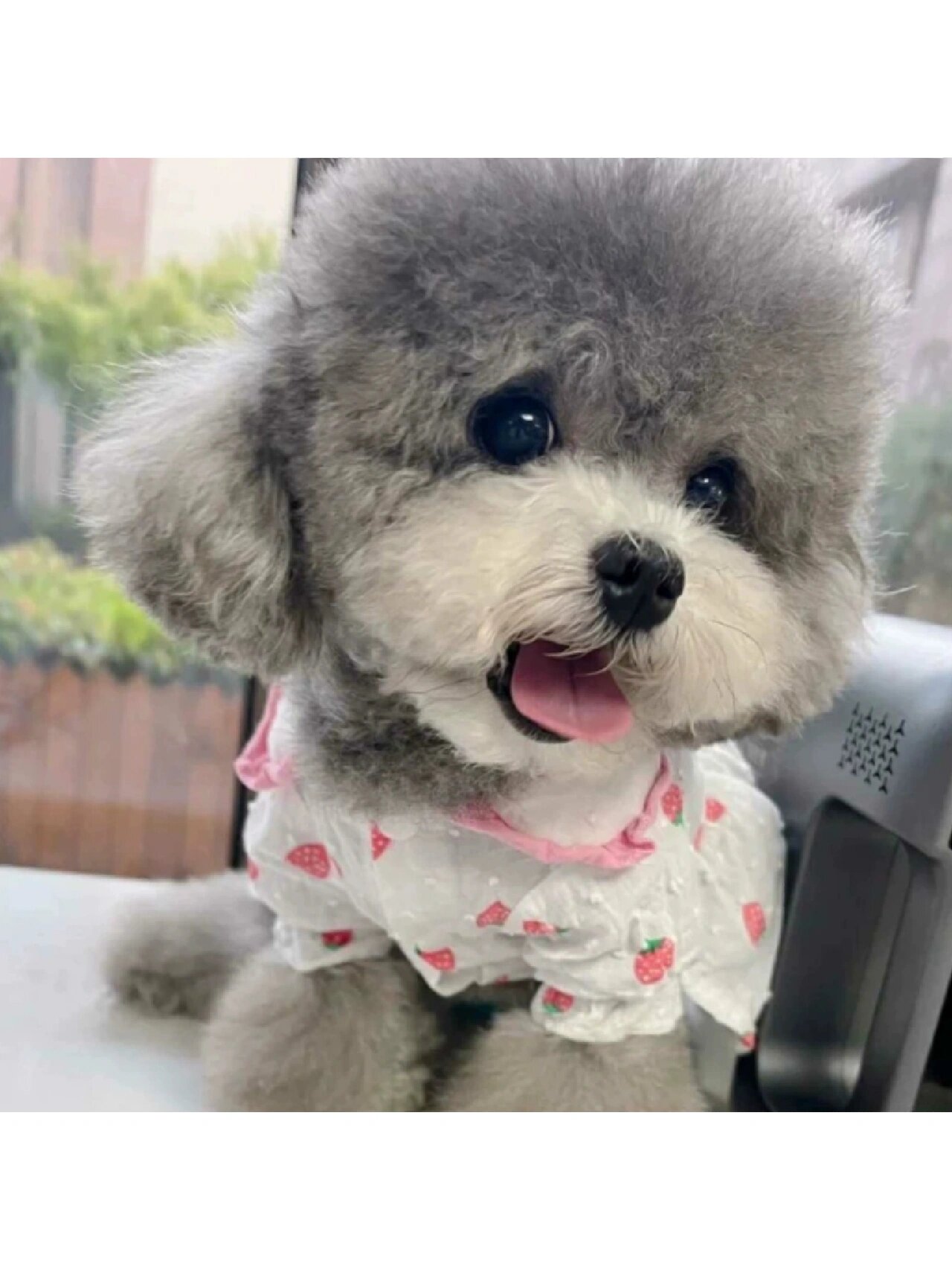 泰迪纯种灰泰迪幼犬活体茶杯犬飞耳泰迪幼犬长不大小体贵宾犬宠物狗狗