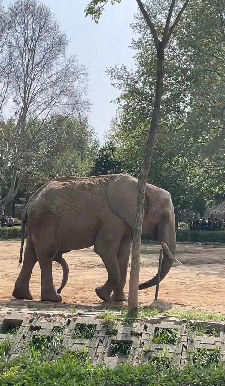 大象怎么有五条腿