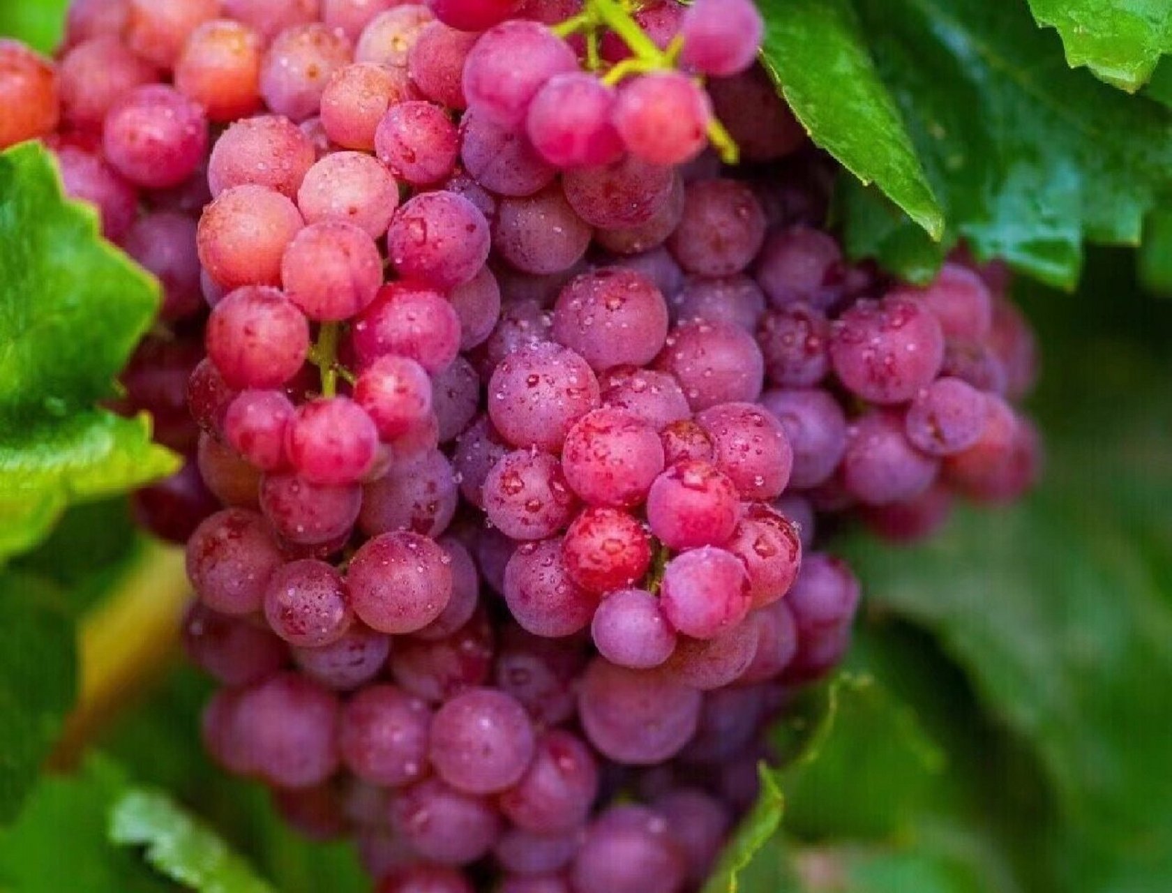 水果文案|脆甜又不用吐籽的无核玻璃翠葡萄 嗨你好啊,我是七蒔,现在在