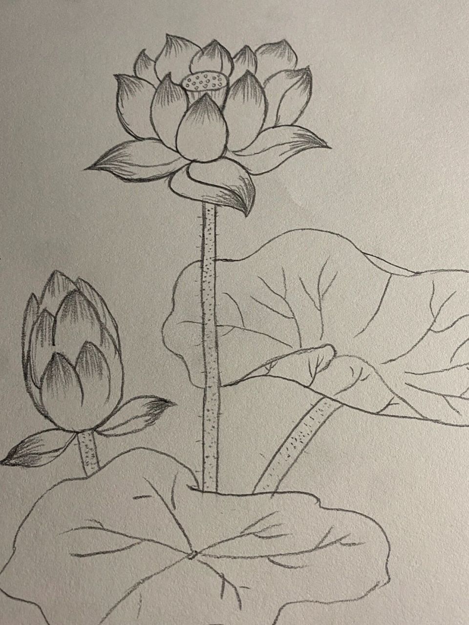 荷花简笔素描图片